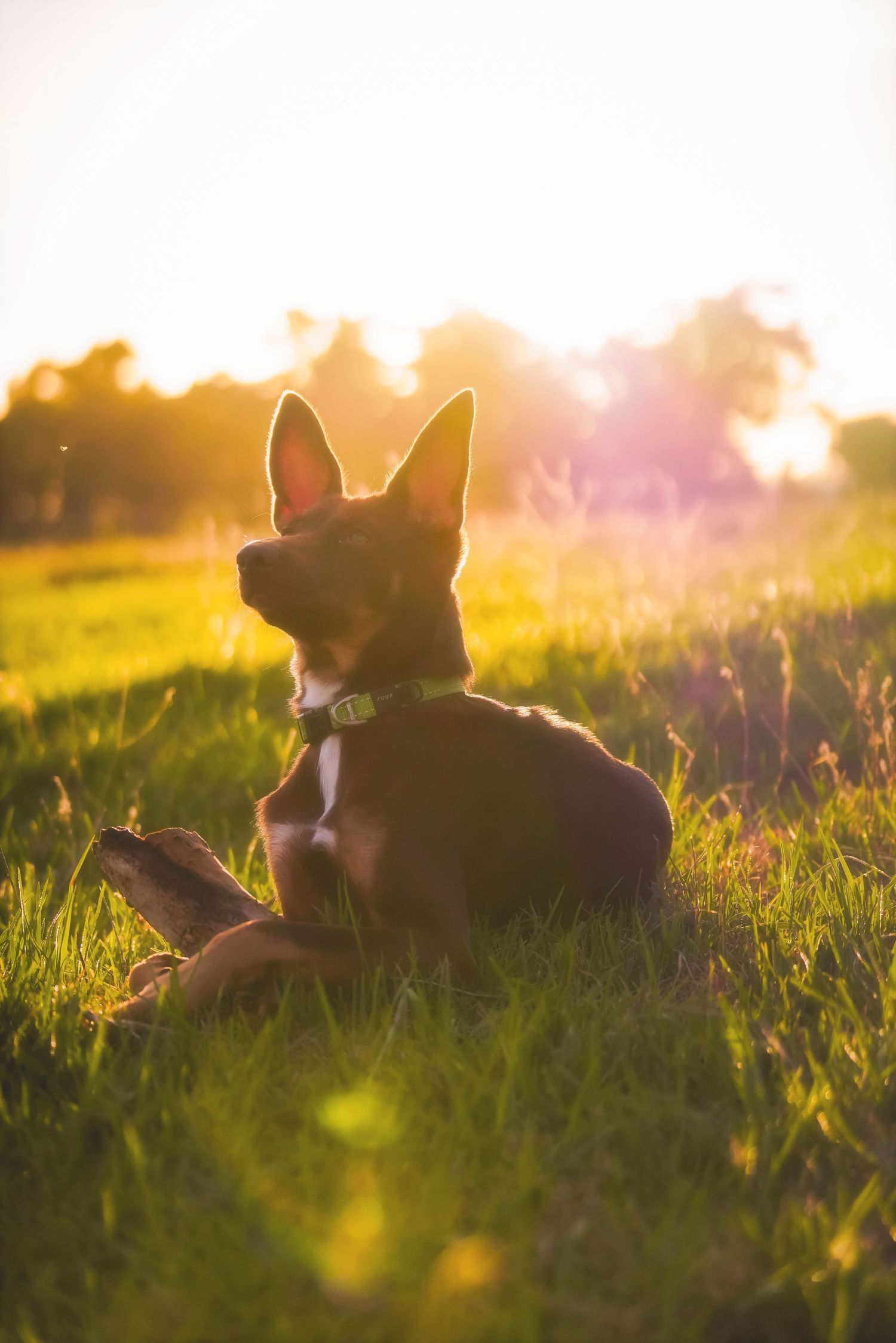 Dog in a green collar sitting in sunlit grass, gazing up with golden light flaring behind it