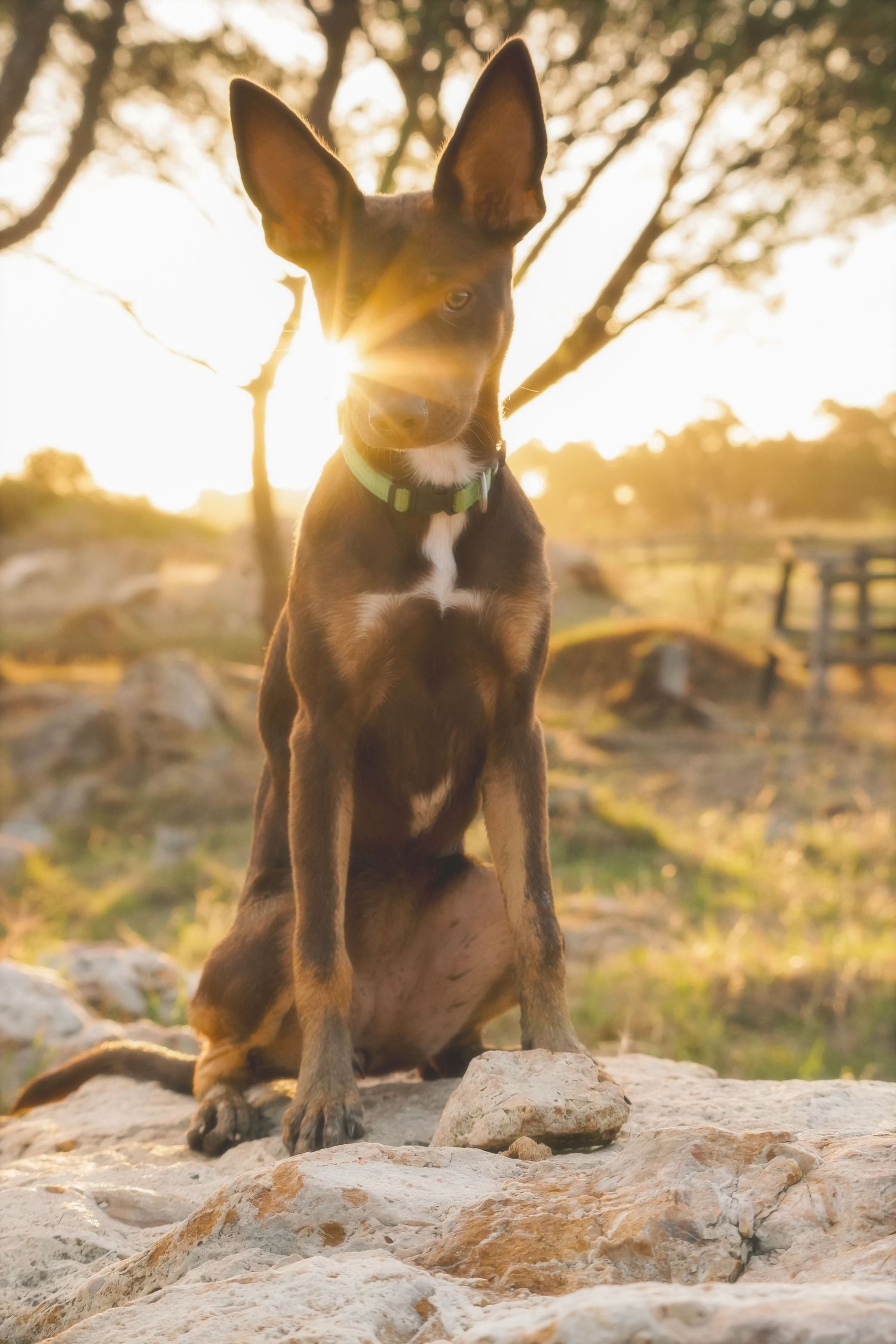 Kelpie dog in a green collar sitting on pale rocks with the sun flaring behind its head