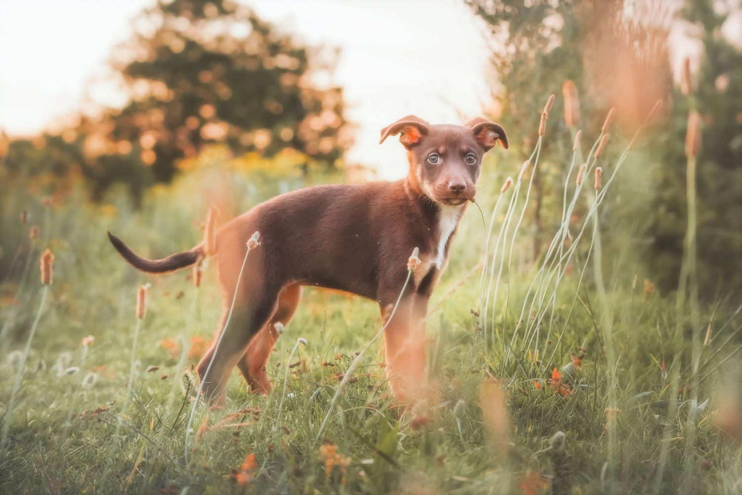 Puppy standing in a sunny field with trees in the distance