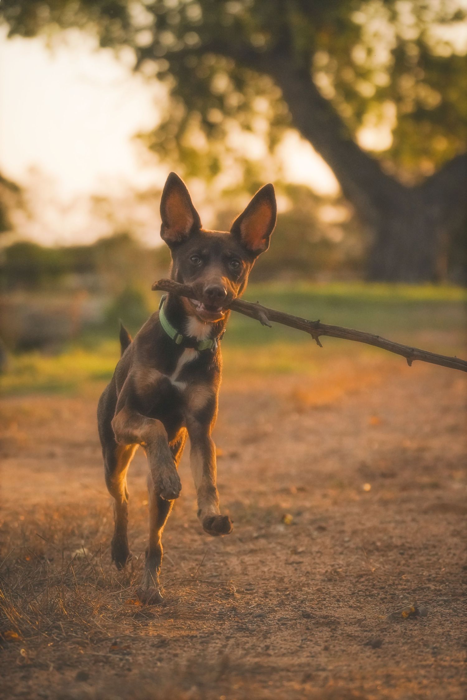 Kelpie dog bounding towards the camera with a stick in its mouth along a dirt path