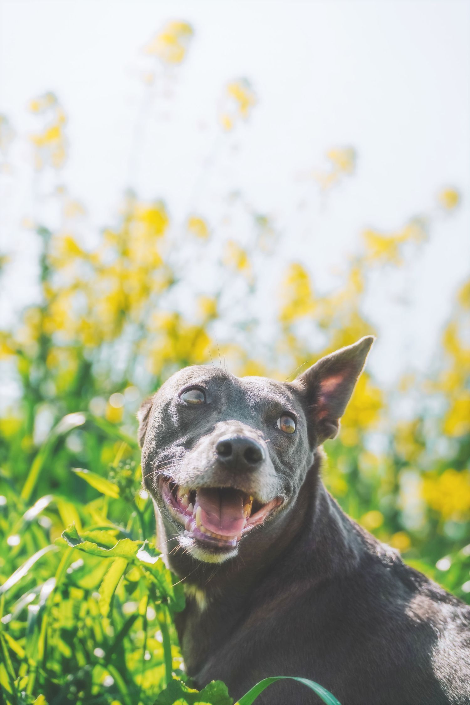 Close-up of a smiling grey dog in a canola field