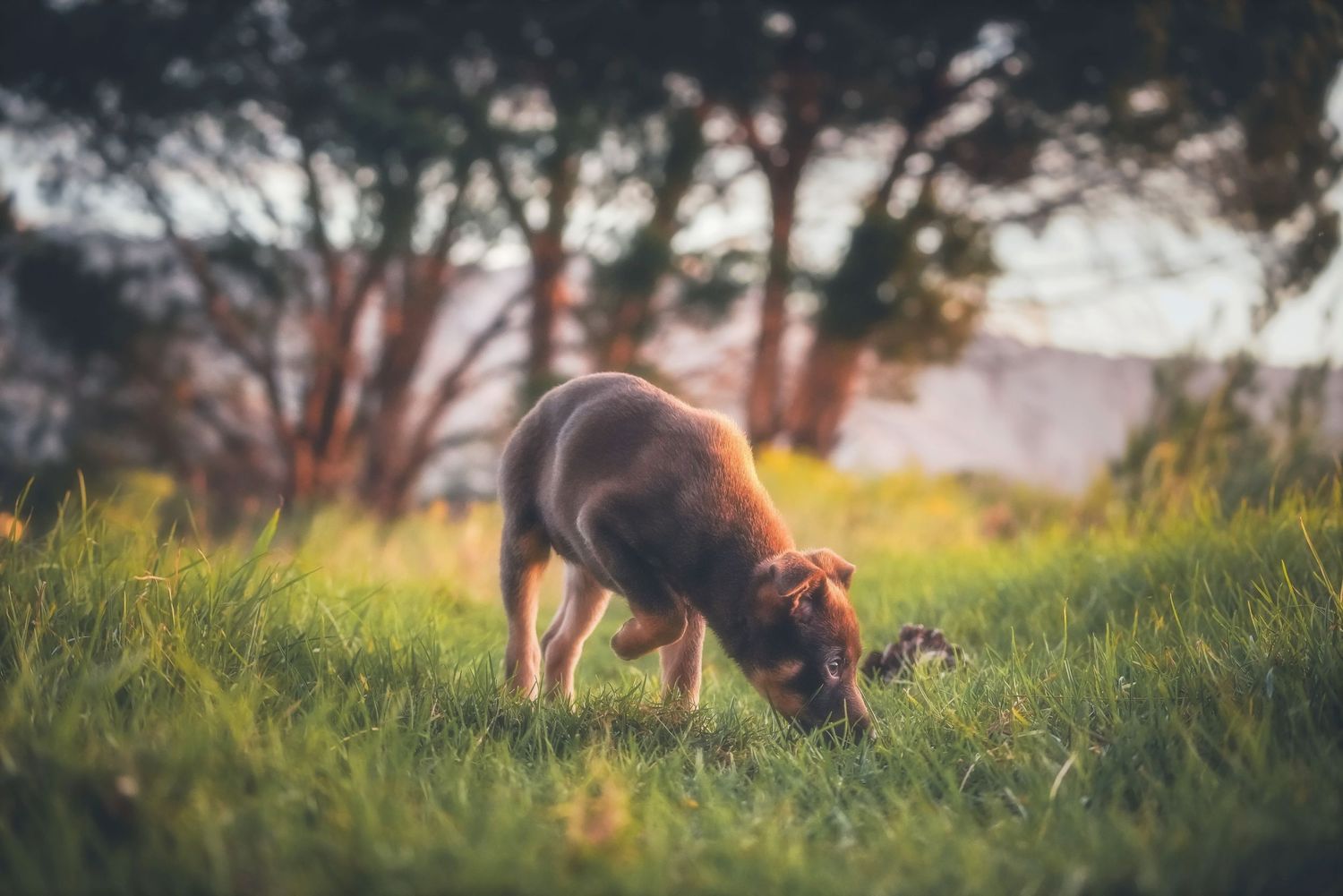 Puppy sniffing the grass in a green field beneath trees