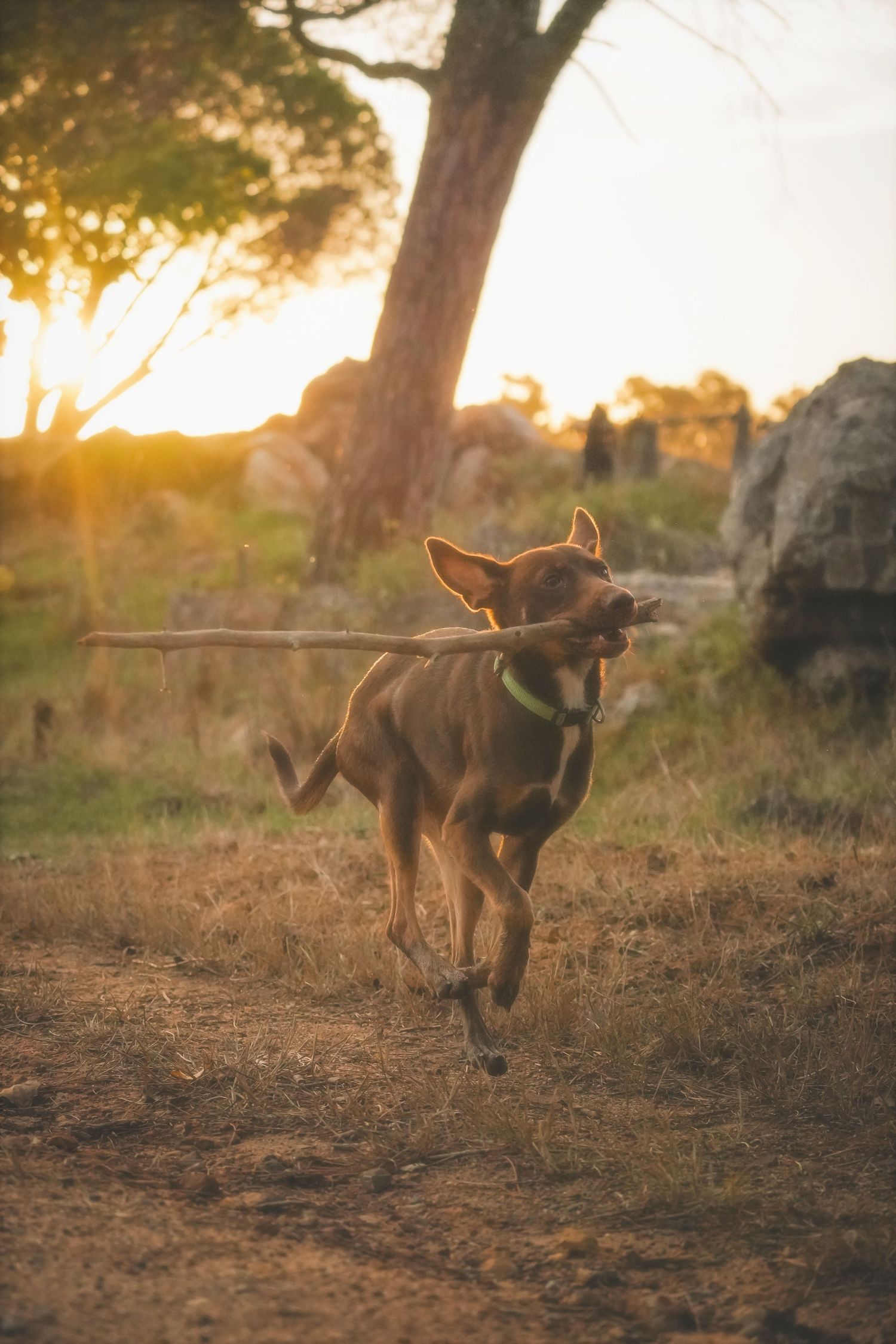 Kelpie dog trotting across dry grass with a long stick in its mouth at golden hour