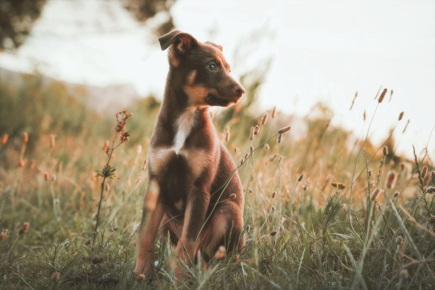 Puppy sitting in dry golden grass, looking up at the sky