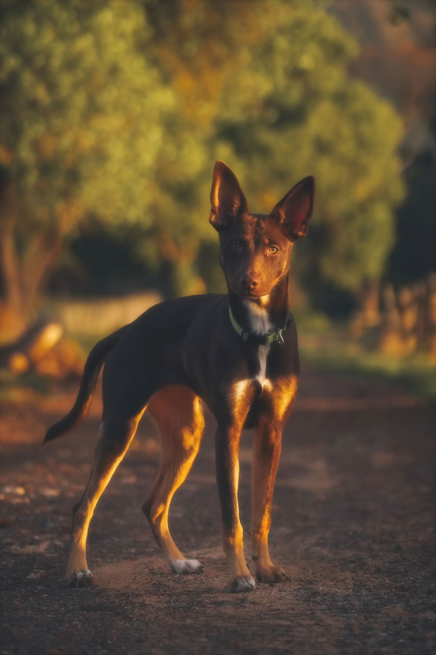 Kelpie dog in a green collar standing alert on a dirt path in warm evening light