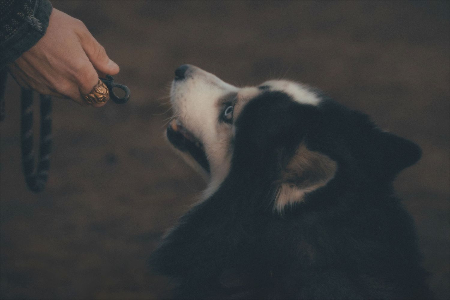 Husky gazing up at its owner's outstretched hand on the forest floor