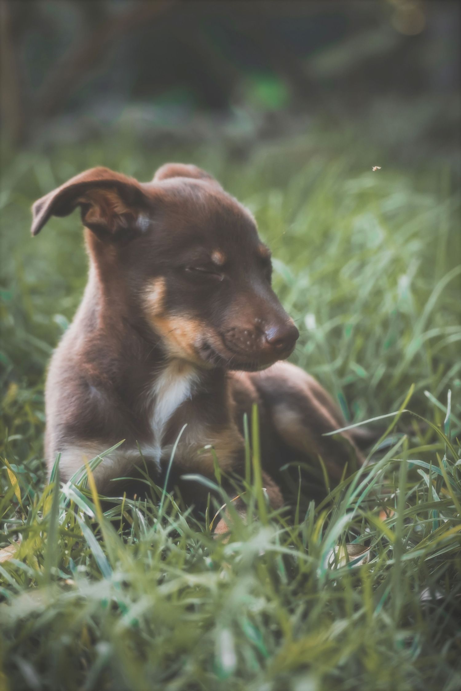 Puppy lying in the grass, gazing off to the side