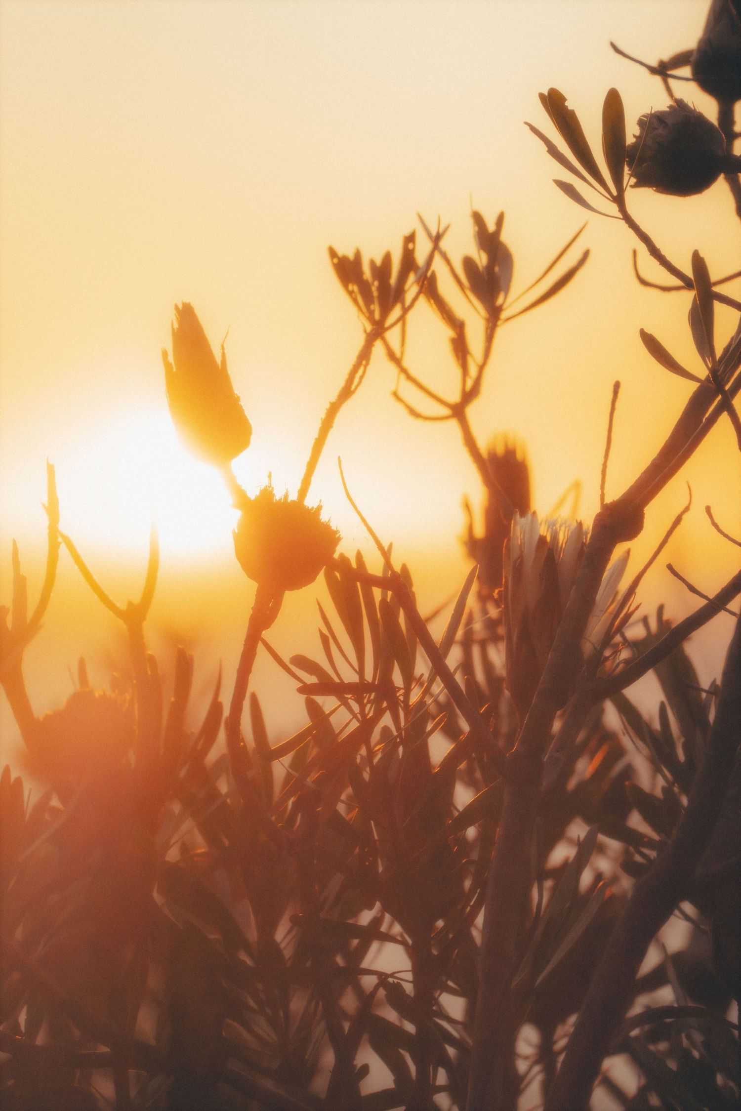 Sunset glowing behind silhouetted fynbos flowers