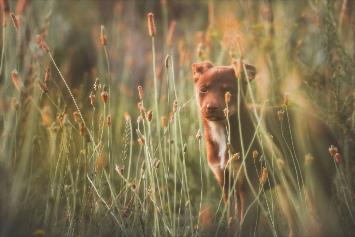 Small puppy among tall grass seed heads in soft, golden focus