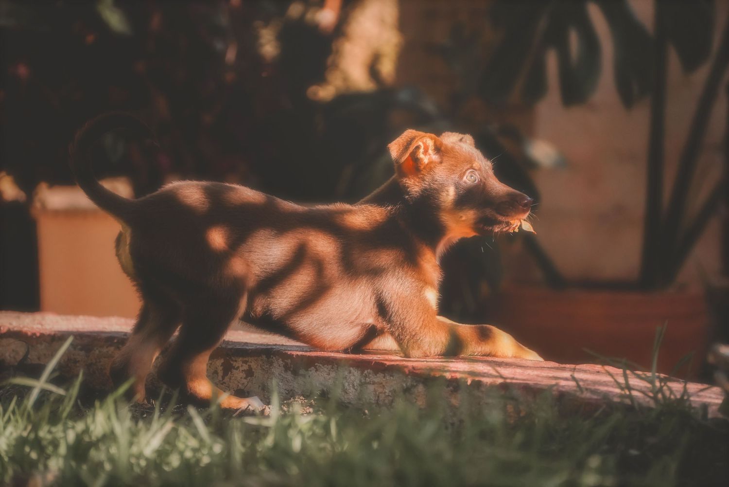 Puppy on a warm shaded ledge with potted plants behind