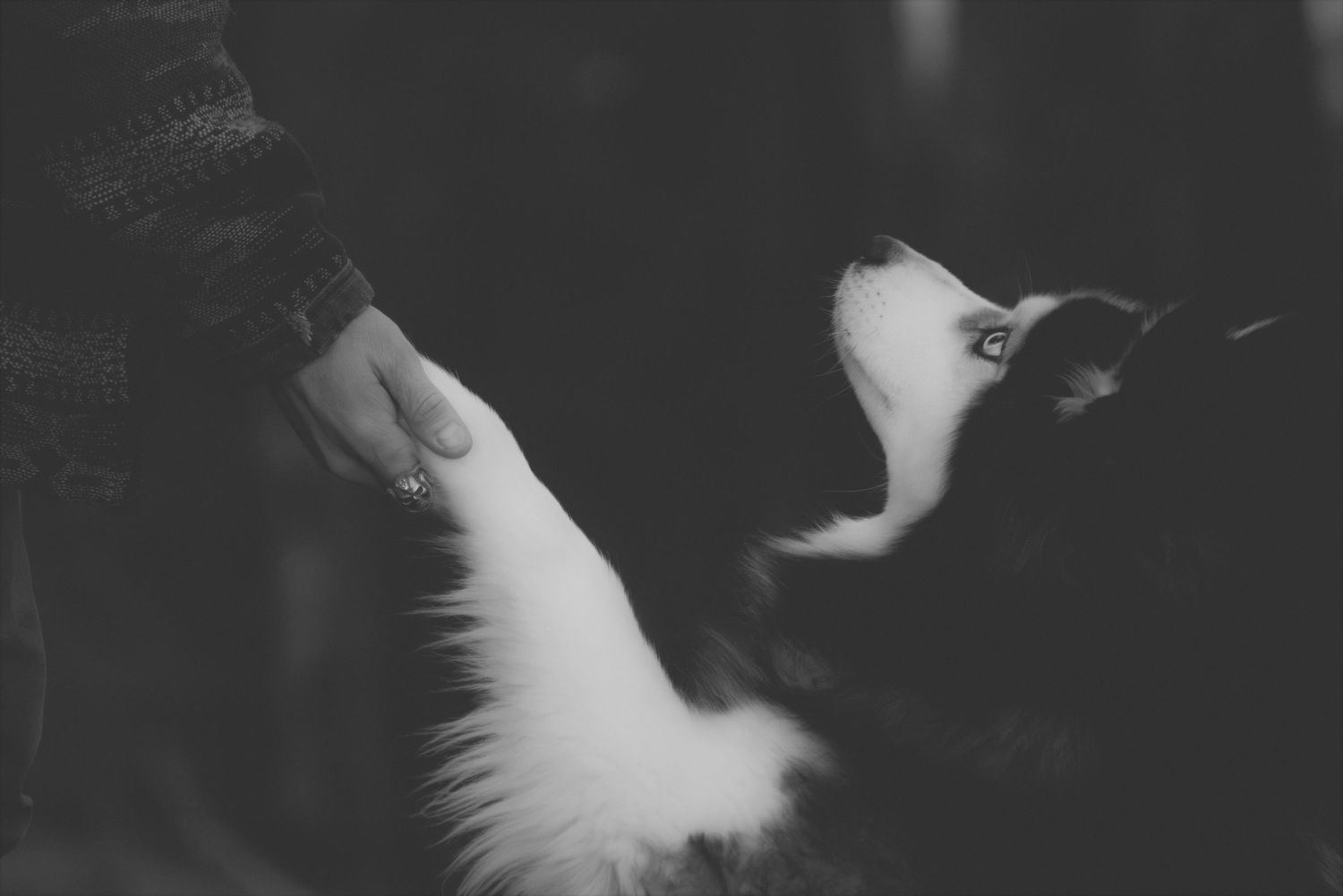 Black and white close-up of a hand reaching towards a husky looking up