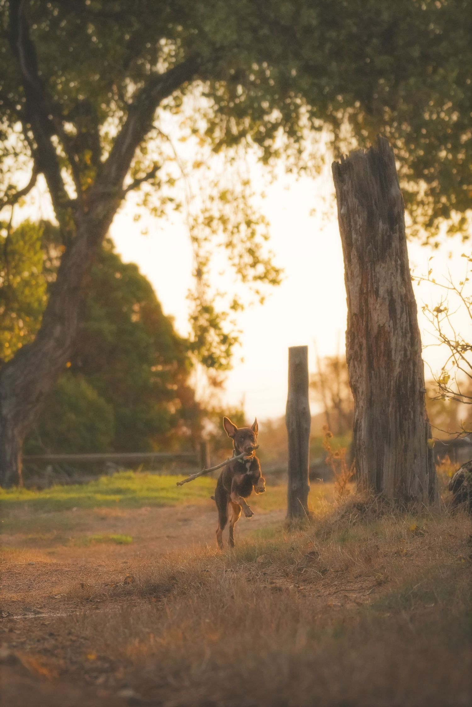 Kelpie dog running with a stick past an old fence post and a gnarled tree at sunset