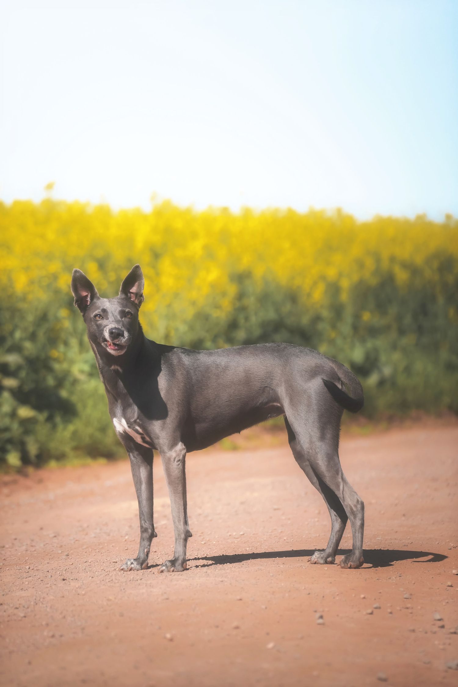 Slender grey dog standing on a red dirt road in front of a canola field