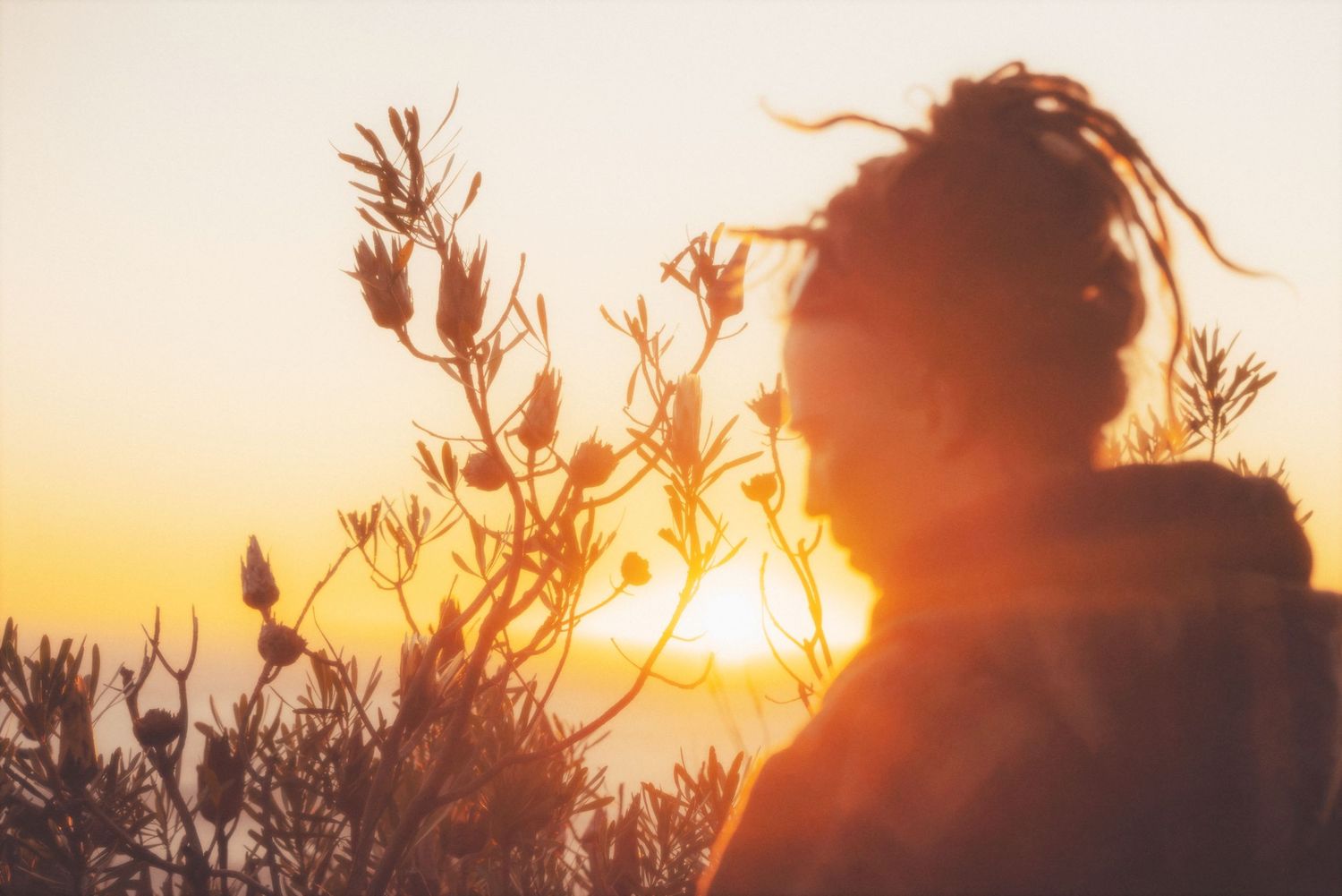 Silhouette of a man's head against a glowing sunset beyond fynbos
