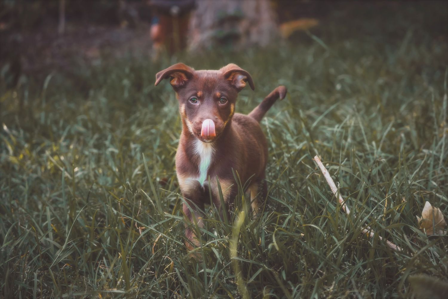Small puppy looking at the camera with its tongue out in the grass