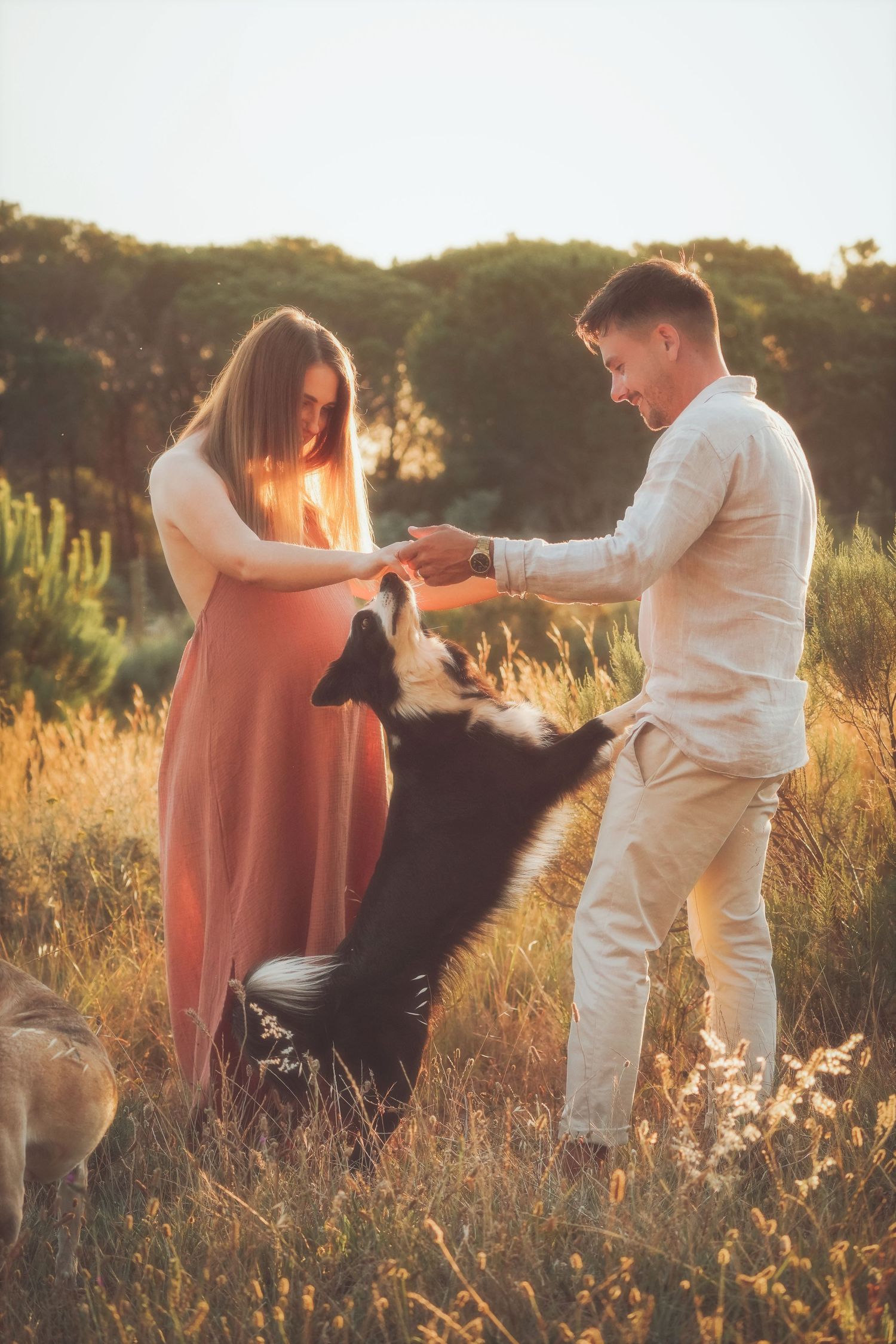 Pregnant woman and her partner playing with a black and white dog in golden grass, Somerset West