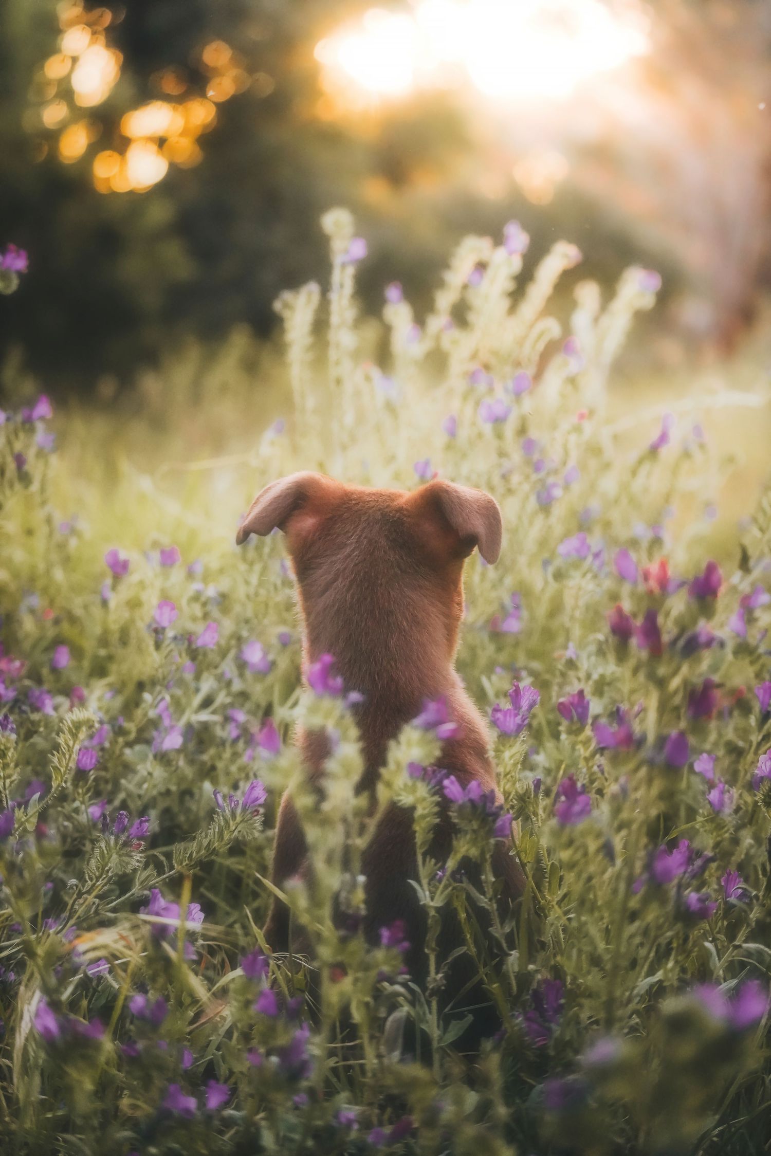 Puppy seen from behind among purple wildflowers in golden light