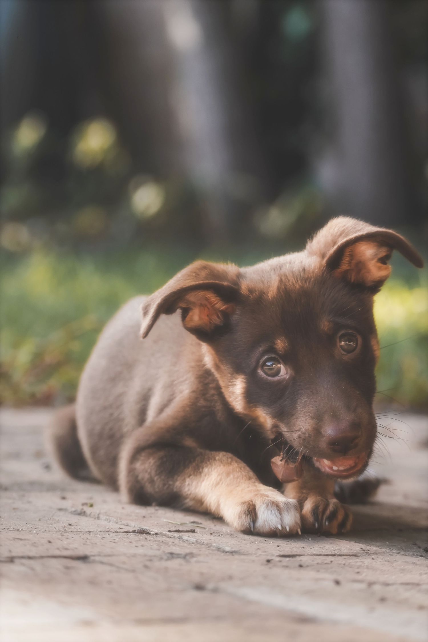 Puppy lying on paving with its head tilted, looking up