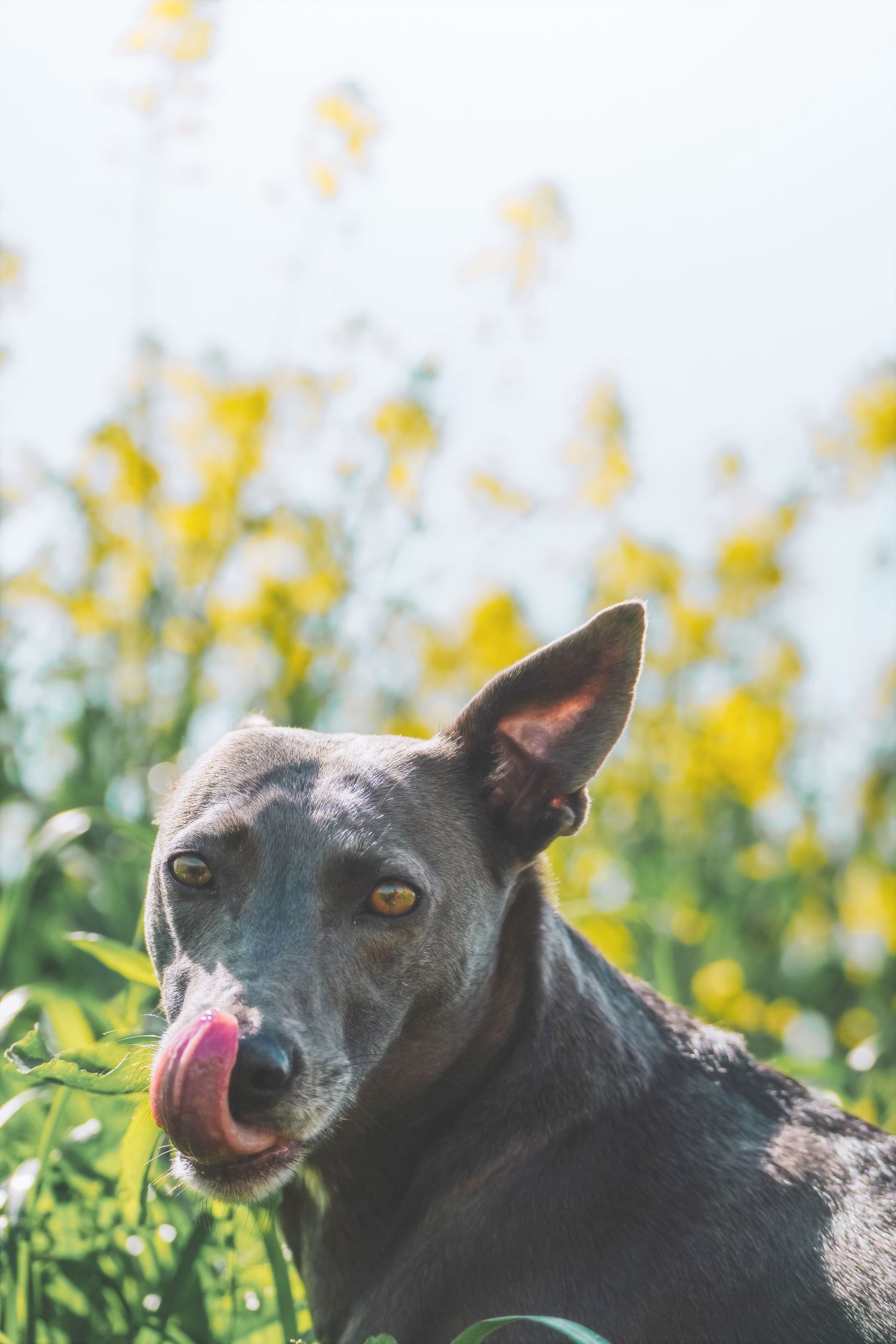 Grey dog licking its nose among green leaves and yellow flowers