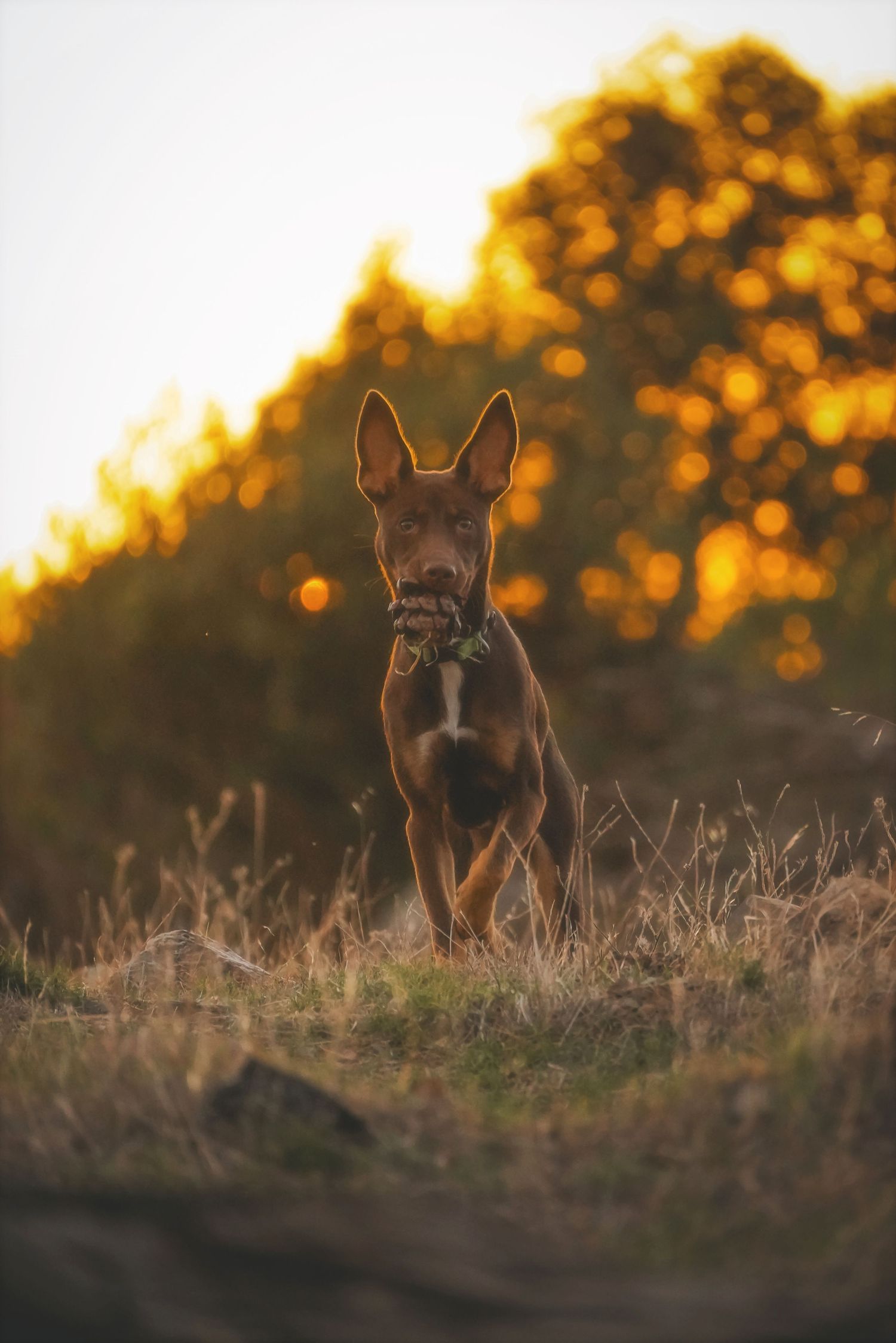 Kelpie dog standing on a grassy mound with glowing golden bokeh behind it