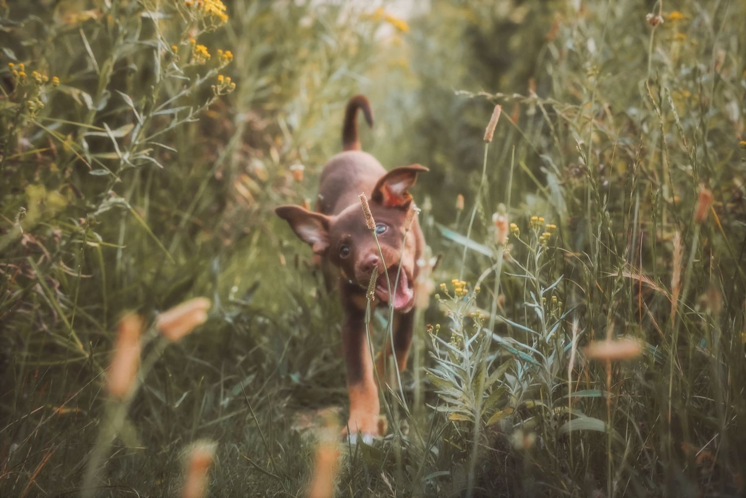 Tiny puppy walking through long grass towards the camera