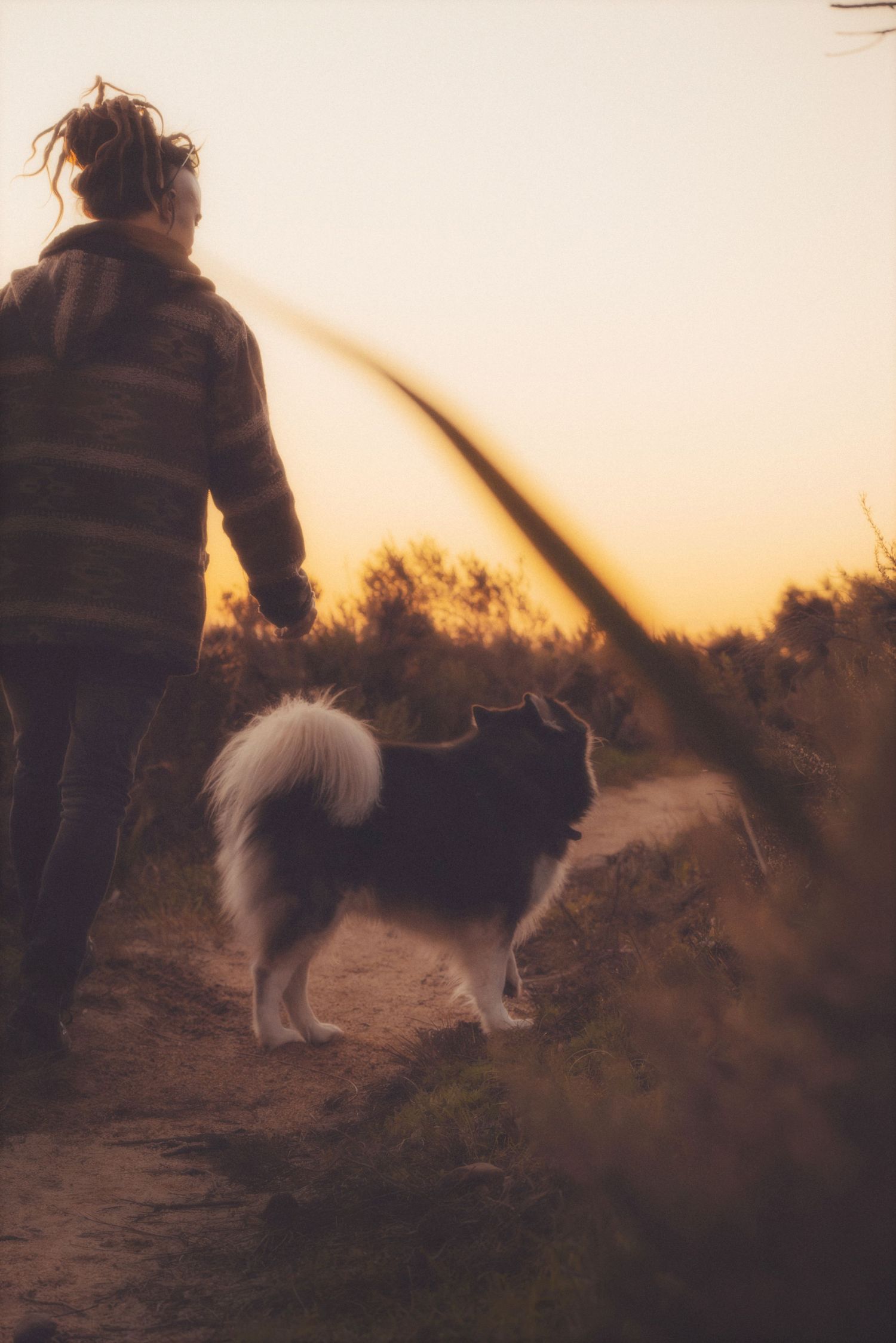 Man walking his husky towards the sunset along a fynbos path