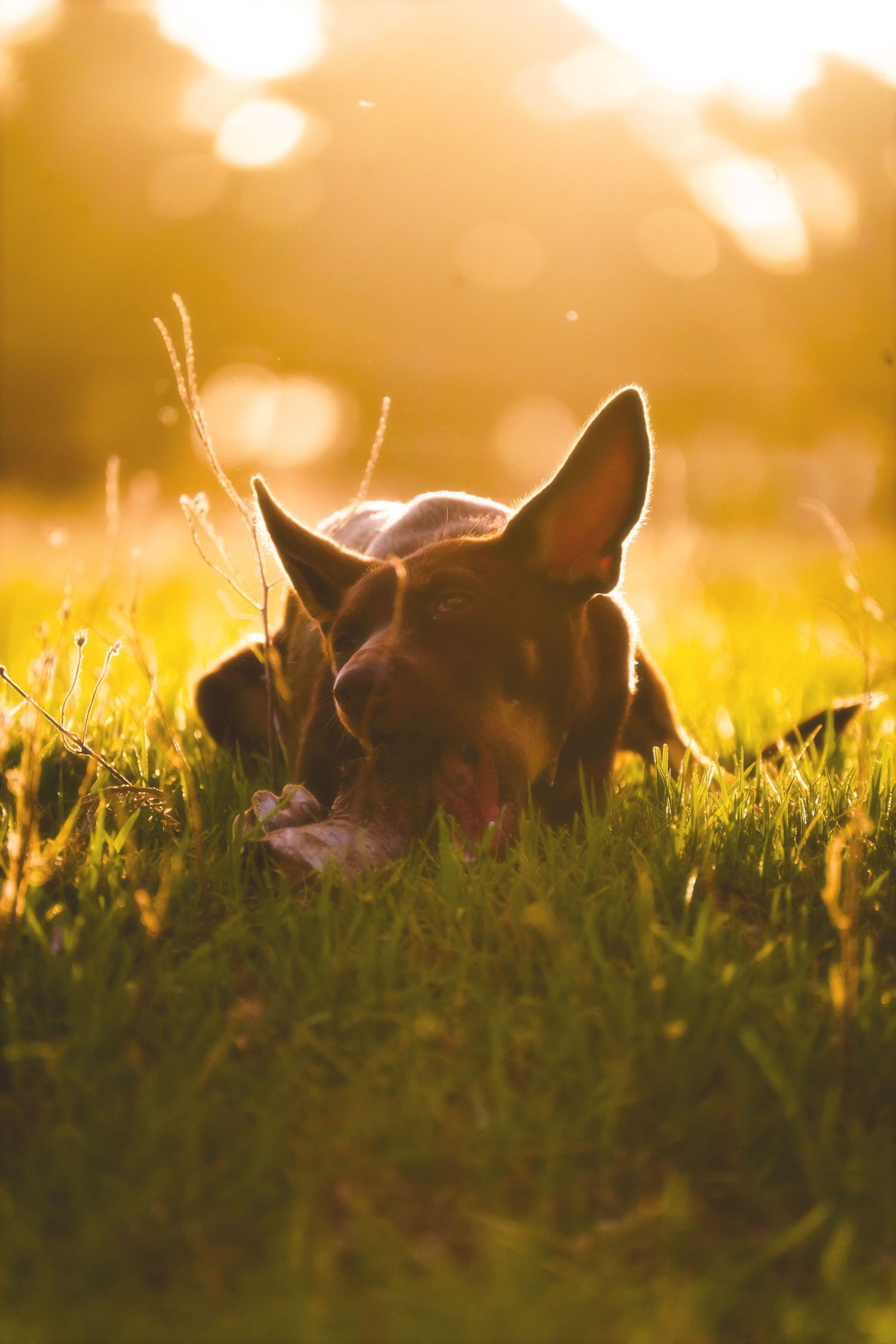 Dog resting its head in long green grass, ears up, in glowing golden light