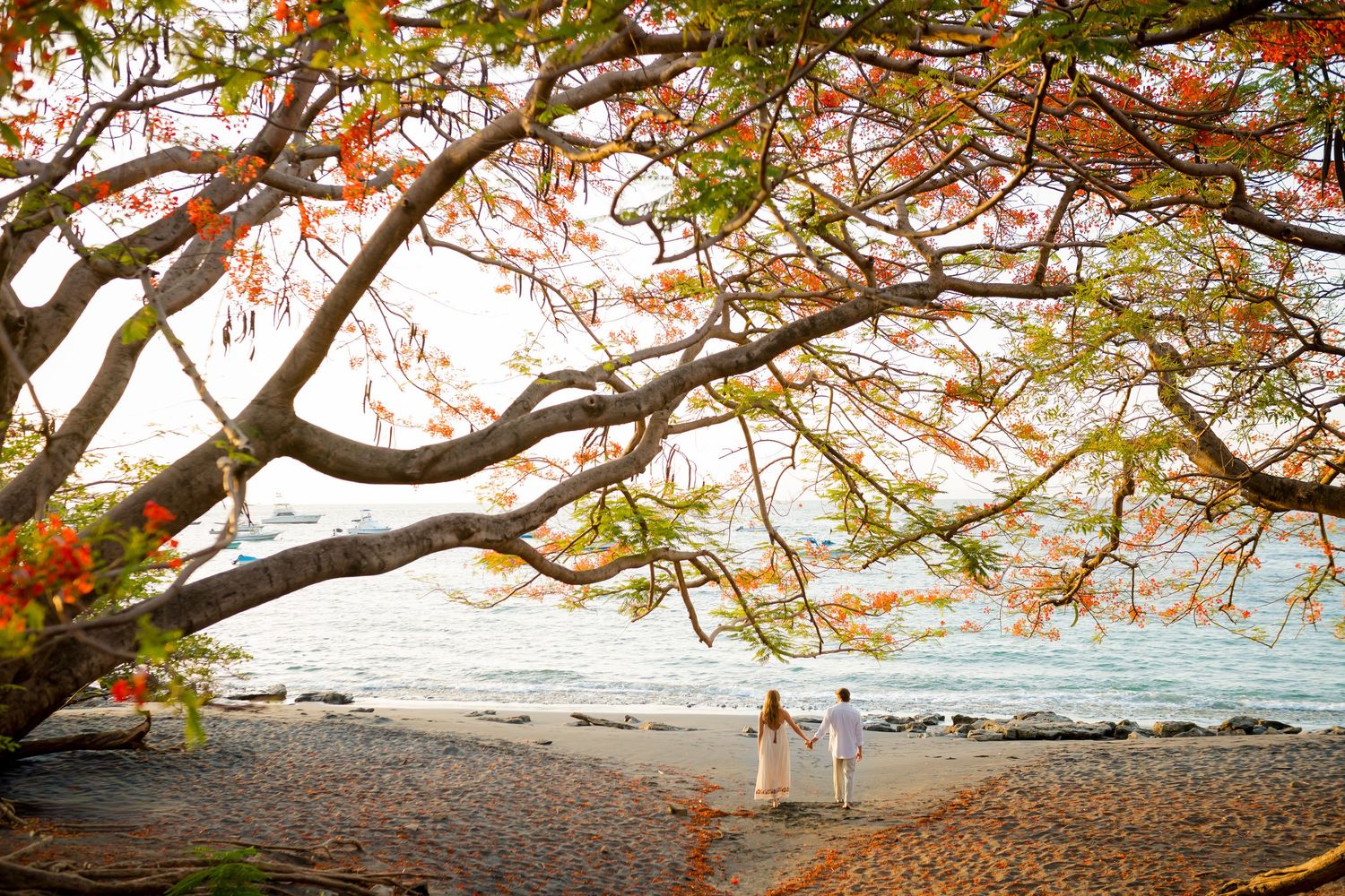Couple walking beneath a tropical flowering tree during a romantic beach engagement session at Playa Ocotal, Costa Rica.