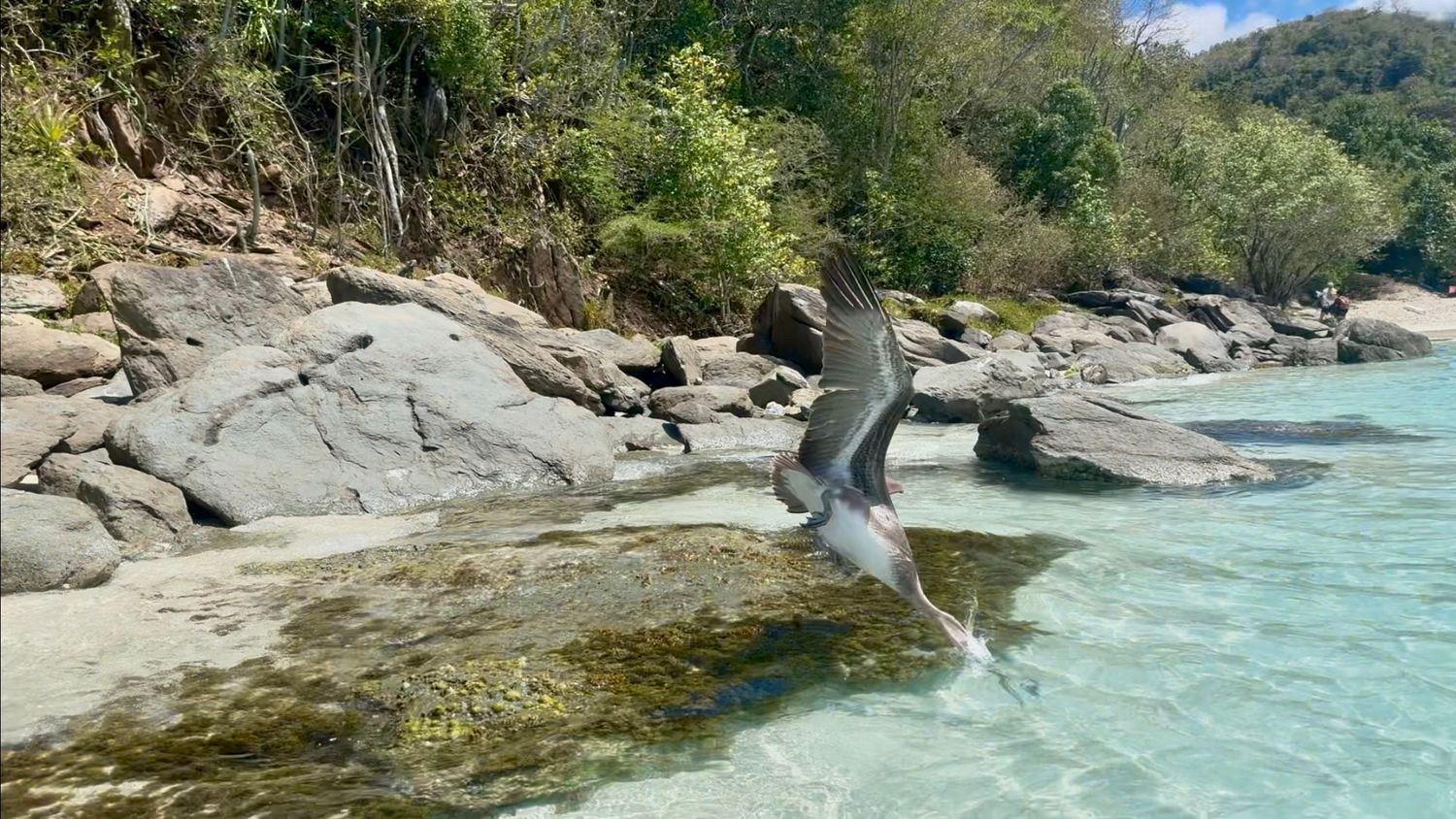 A seagull takes flight over crystal-clear turquoise waters near a rocky shoreline with lush tropical vegetation.