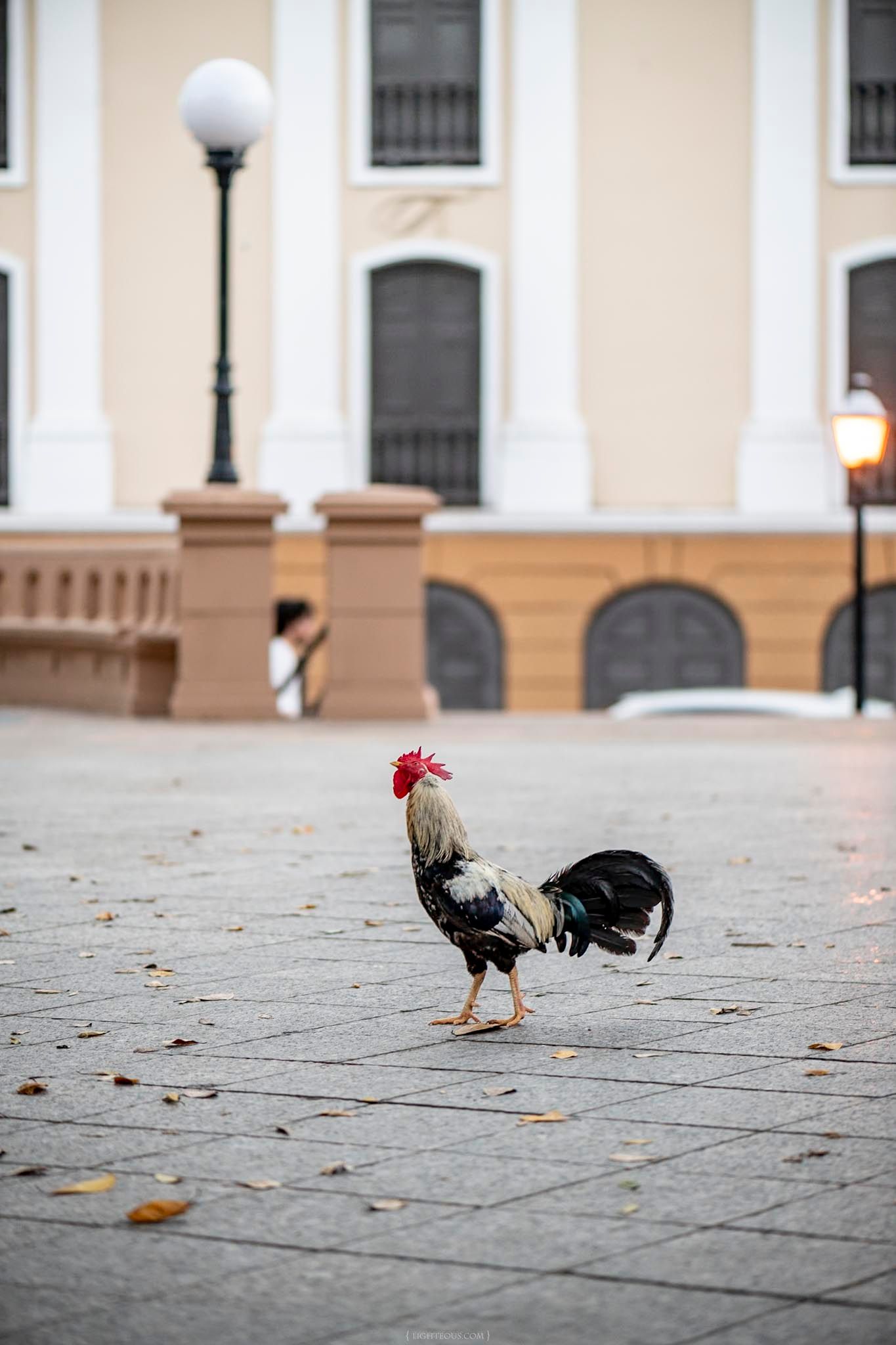 A colorful rooster walks across a cobblestone plaza in front of a classical building with a street lamp.