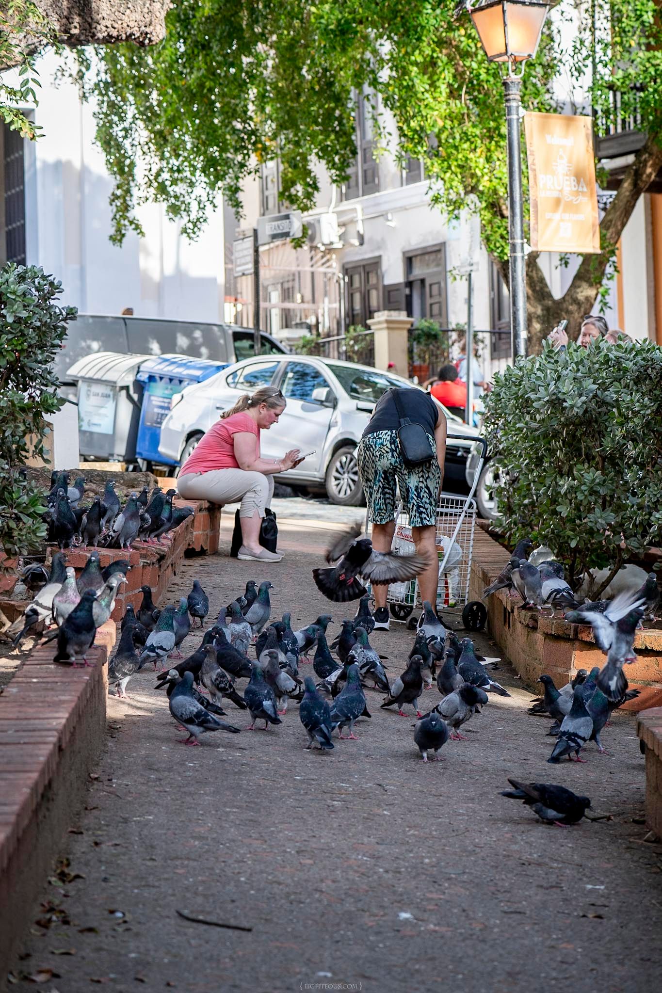 Two people feeding a large flock of pigeons in a sunny urban plaza surrounded by trees and parked cars.