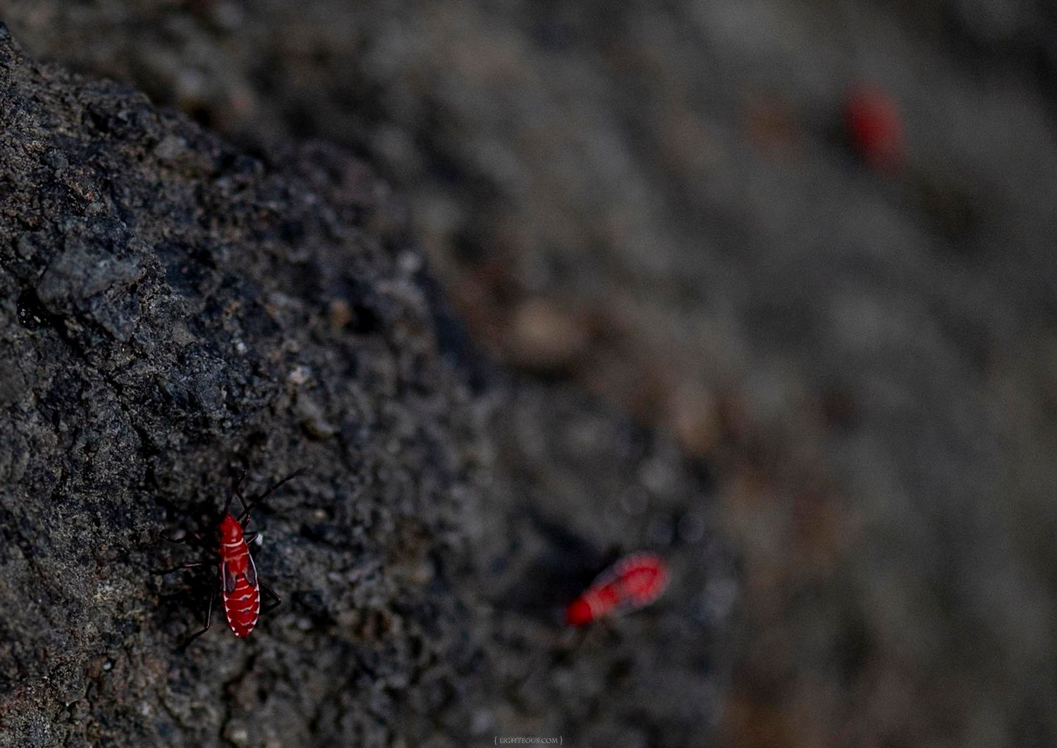Two small red insects crawl on dark rocky surface with shallow depth of field photography.