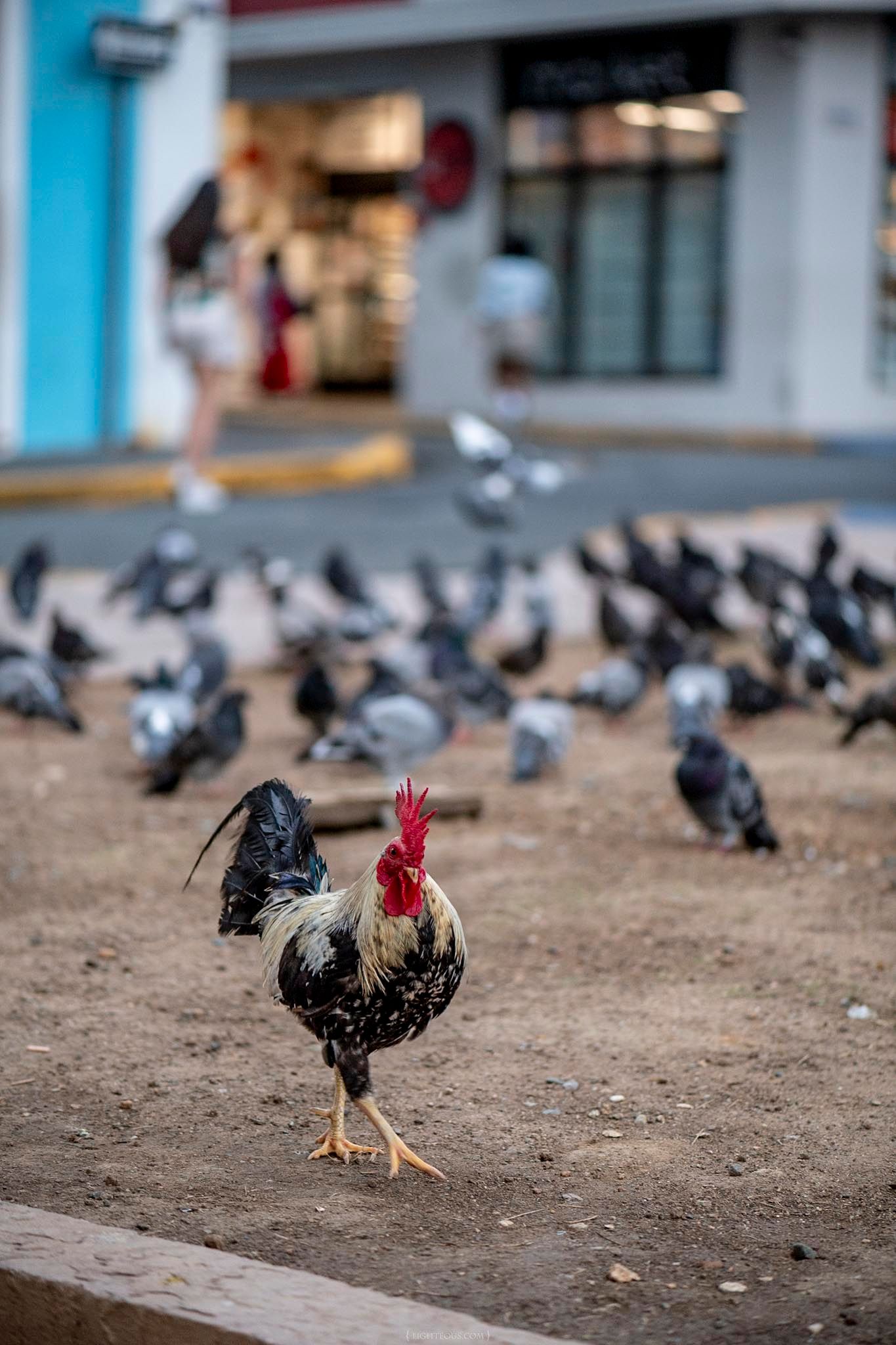 A rooster with red comb stands among pigeons on an urban plaza with blurred storefronts in the background.
