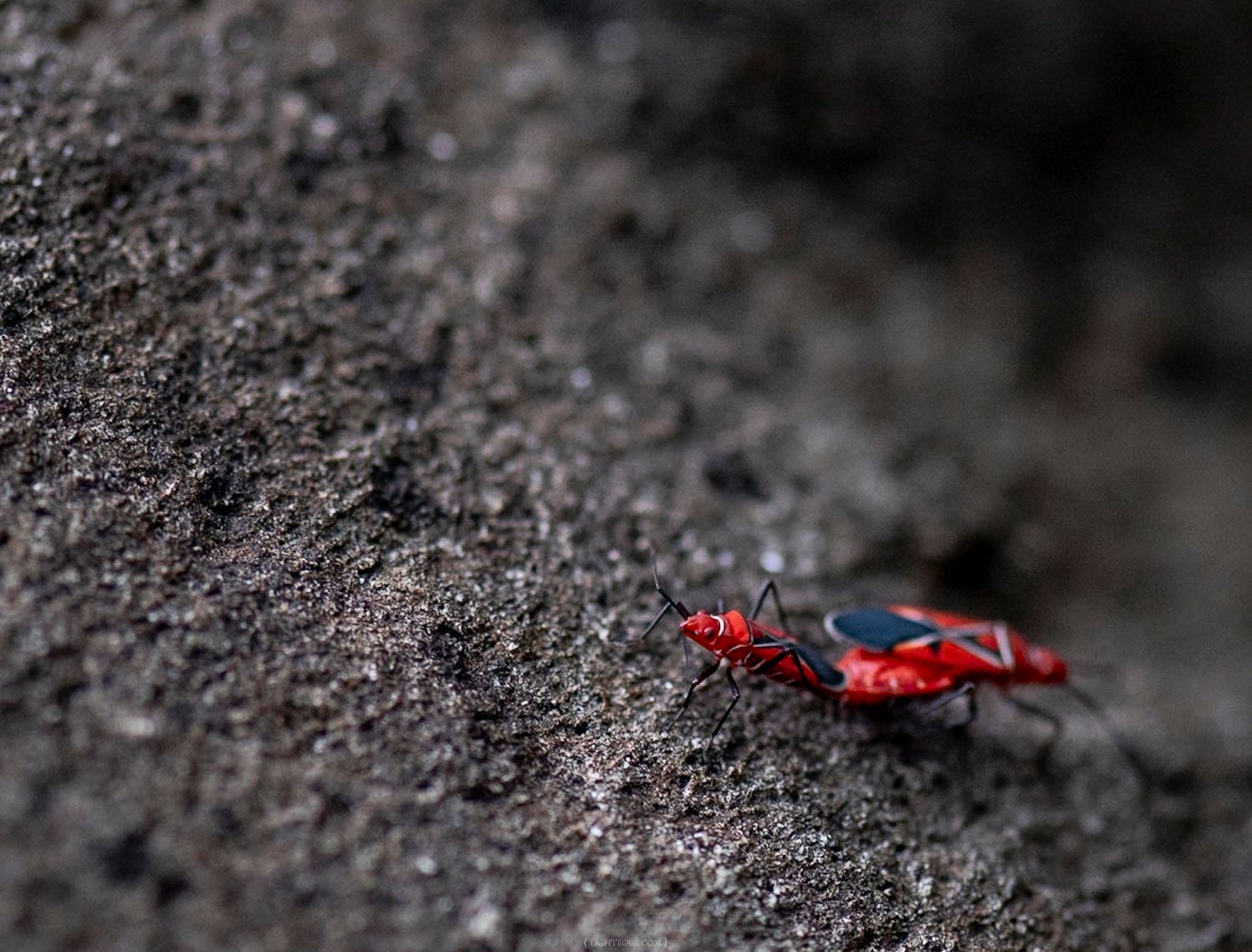 Vibrant red and black cotton stainer bug crawling on dark textured rock surface in close-up macro shot.