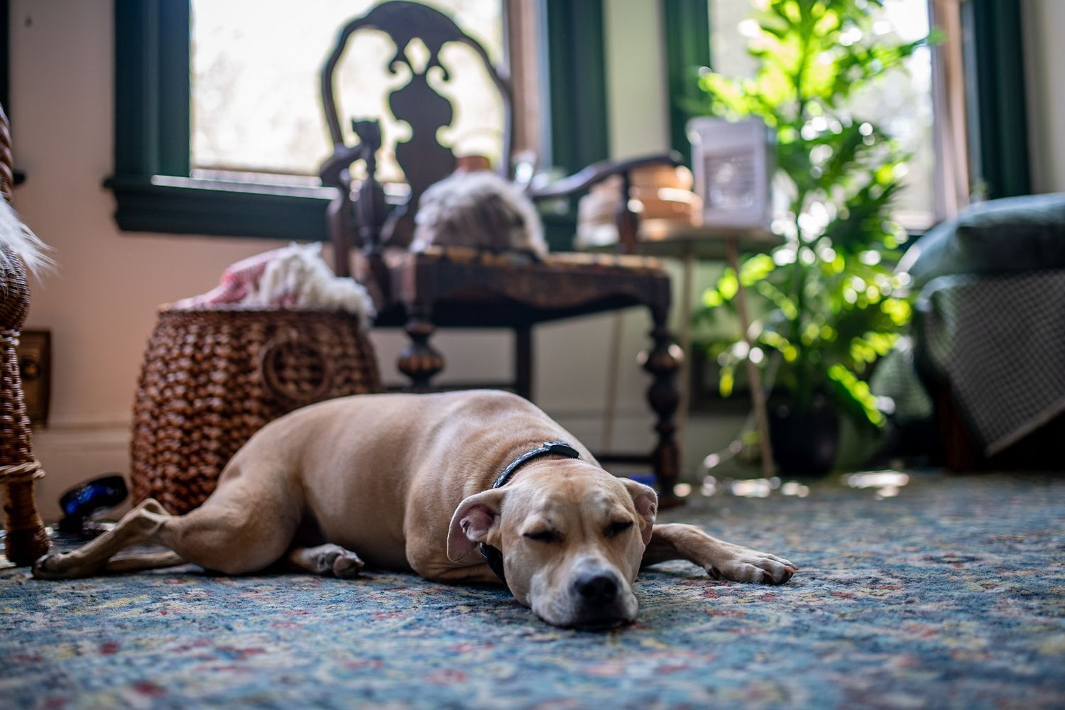 A tan pit bull dog resting on a floral area rug in a cozy, sunlit living room with green plants nearby.