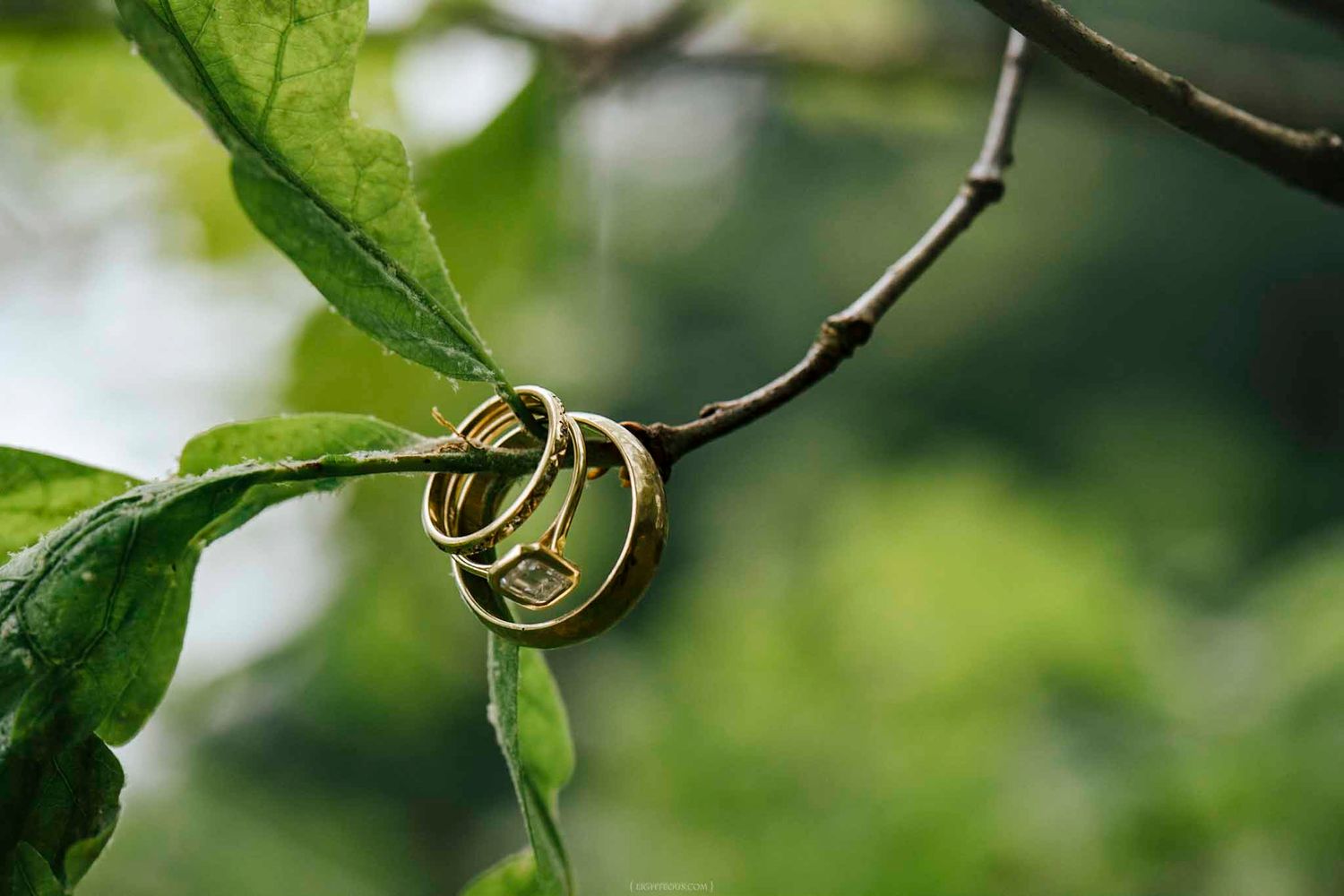 Two gold wedding rings with diamonds hanging on a tree branch surrounded by lush green leaves.