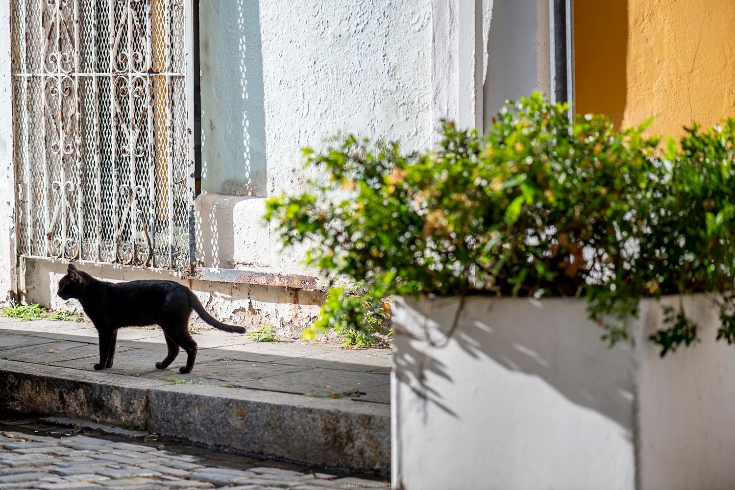 A sleek black cat walks along a cobblestone street beside colorful buildings and lush green plants.