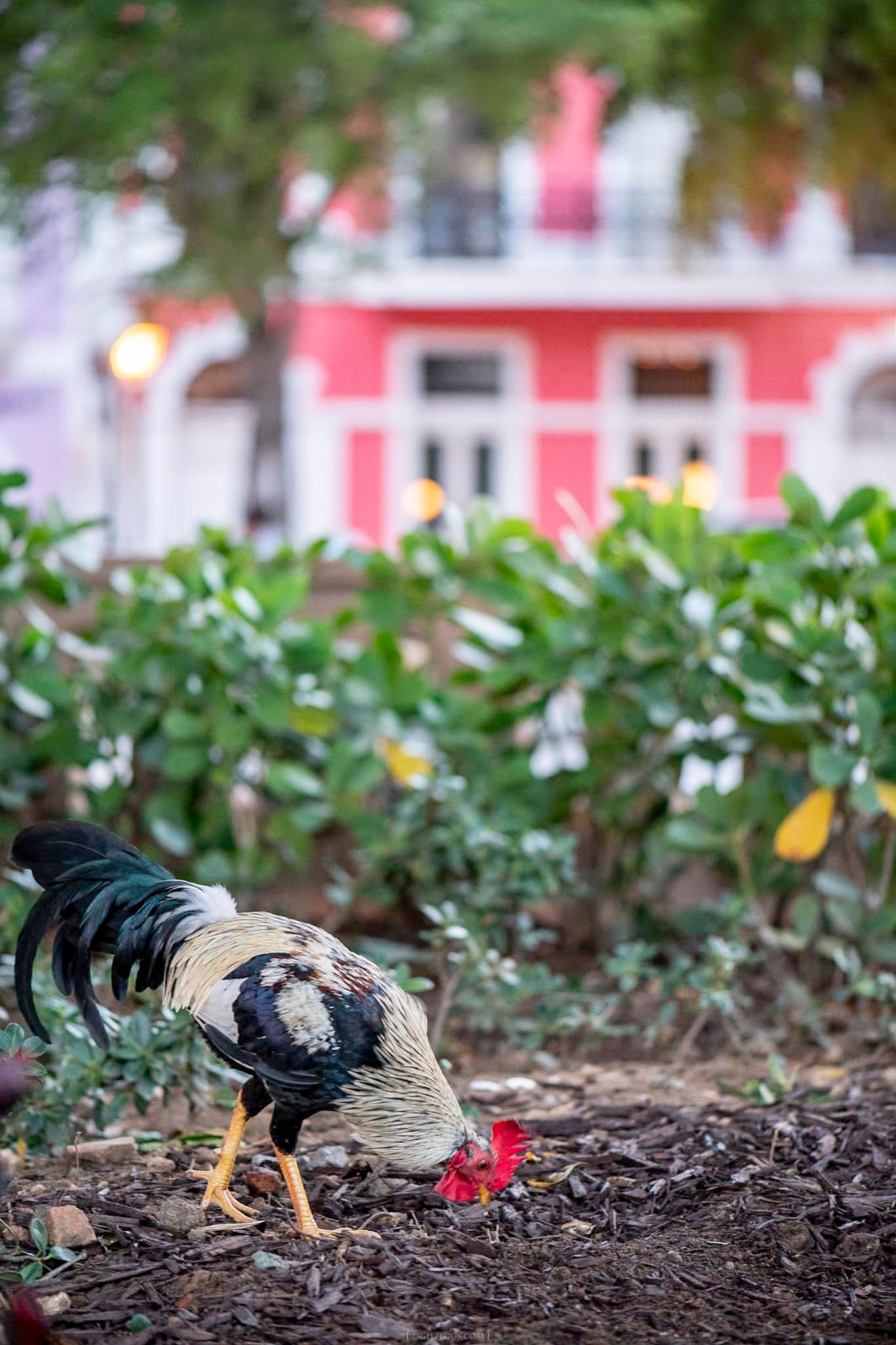 A rooster pecks at the ground in a garden with lush green shrubs and a colorful pink building in the background.