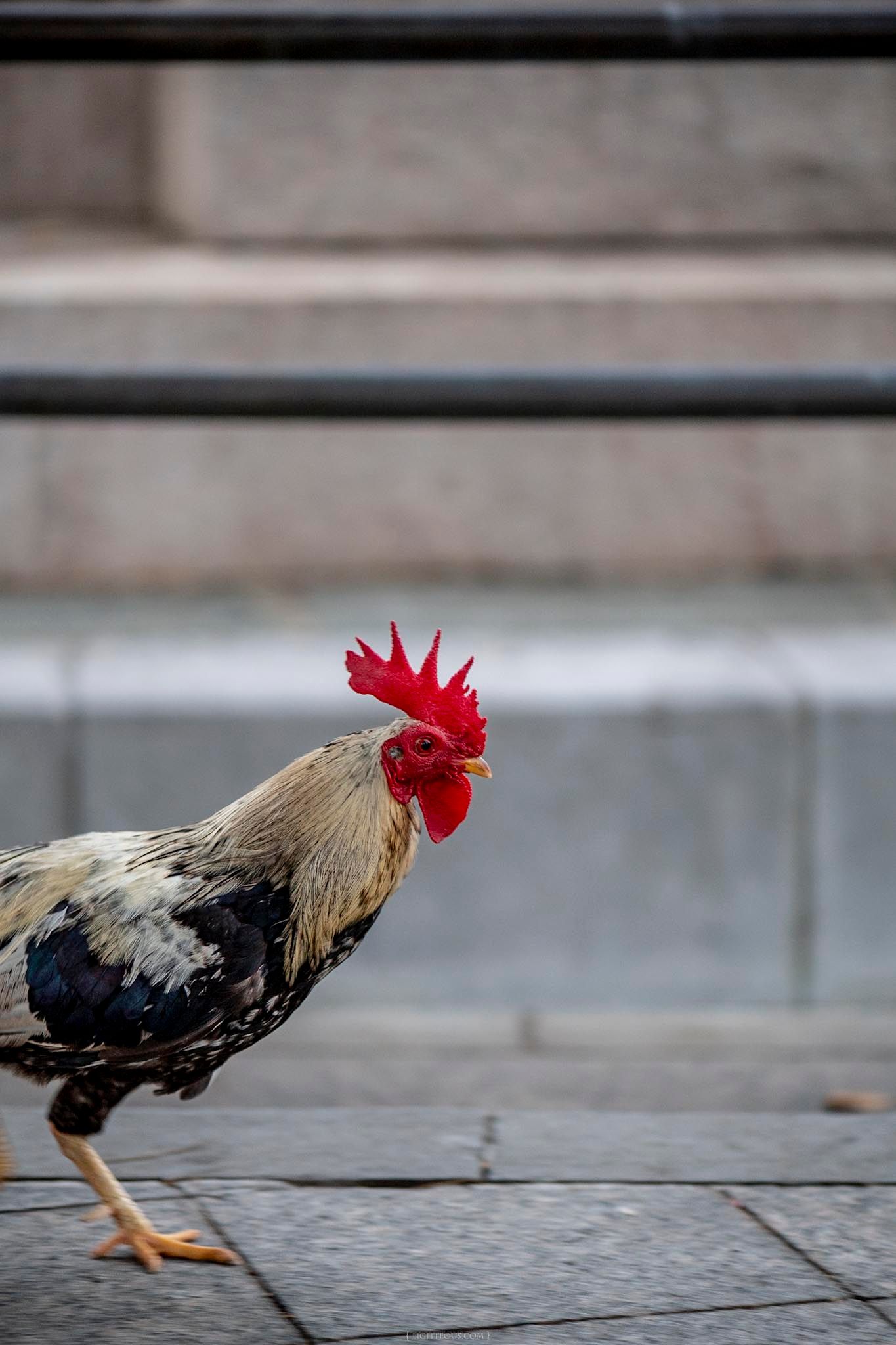 A colorful rooster with a bright red comb walks across stone pavement near steps in an urban setting.