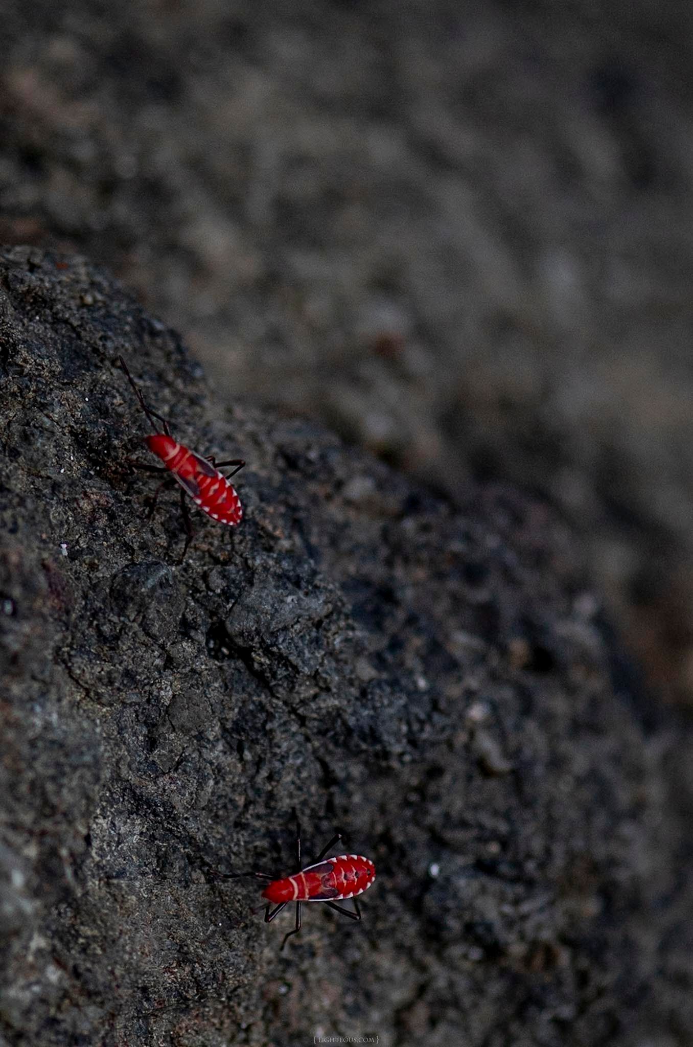 Two bright red termites crawling on dark rocky surface in close-up macro photography.