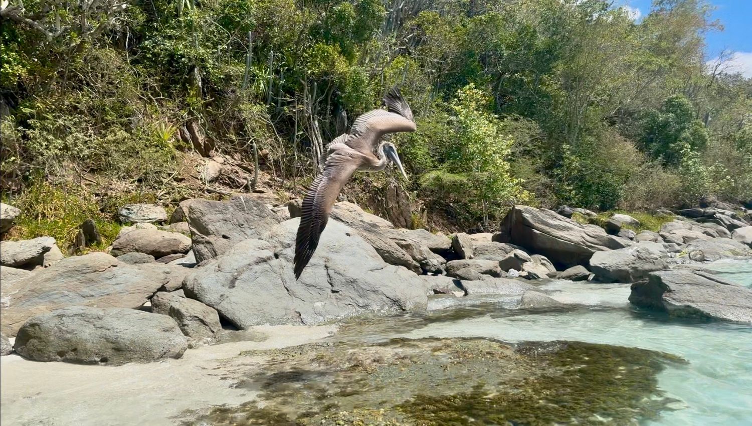 A pelican takes flight over rocky shoreline with crystal clear turquoise water and lush tropical forest backdrop.