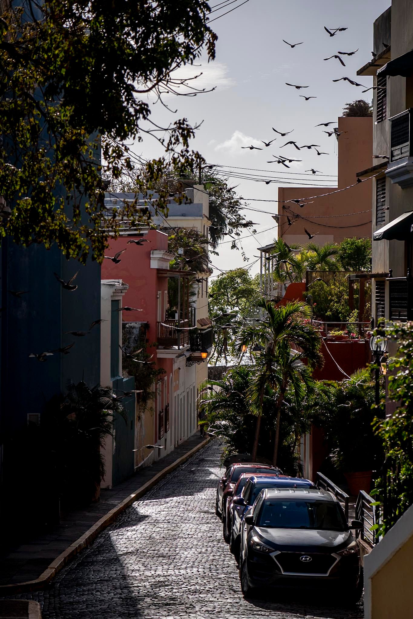 Colorful cobblestone street in Old San Juan, Puerto Rico, with birds flying overhead and parked cars lining the narrow lane.