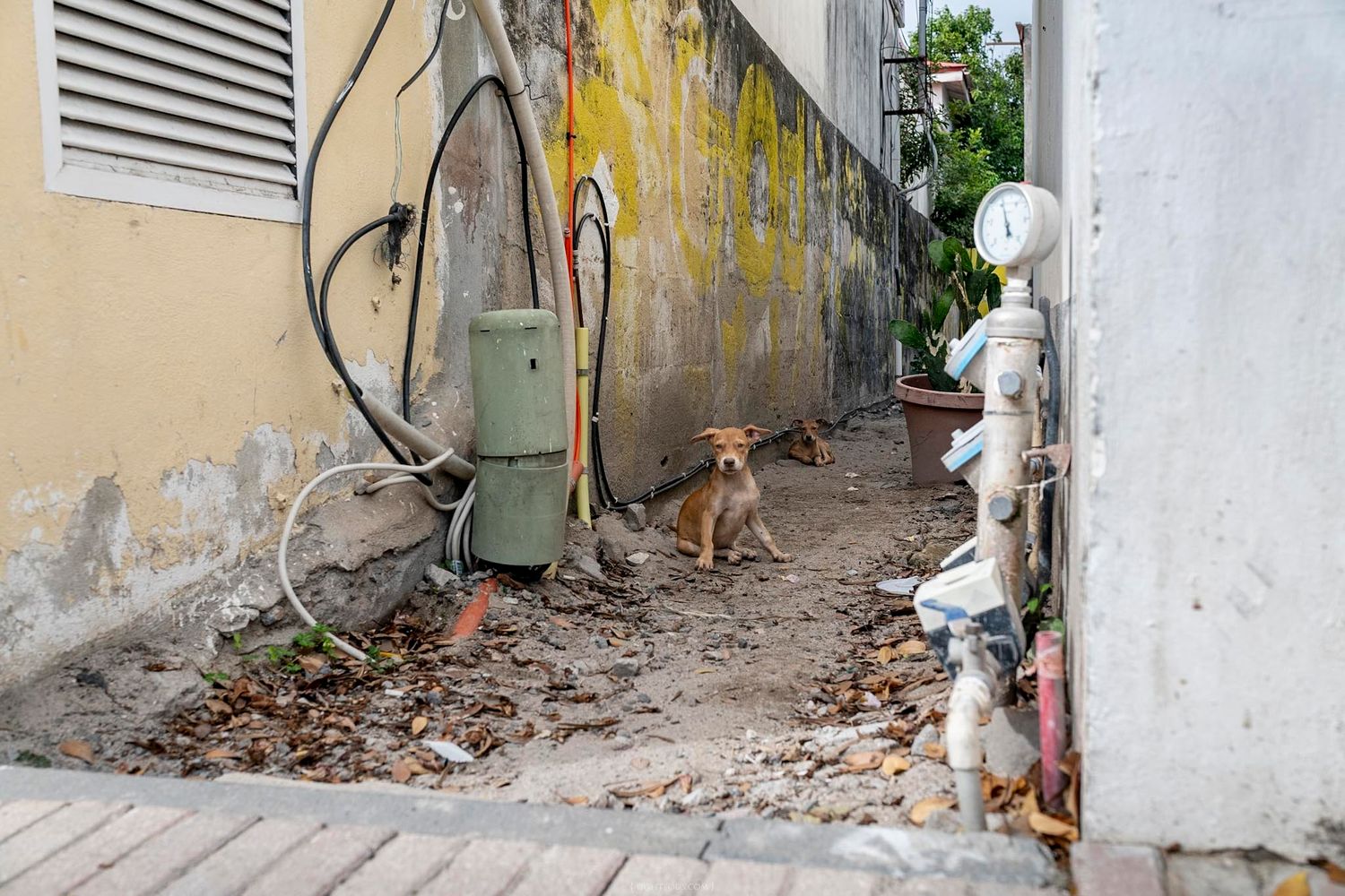 A small brown dog sits in a narrow alleyway between weathered walls with pipes and debris in an urban setting.