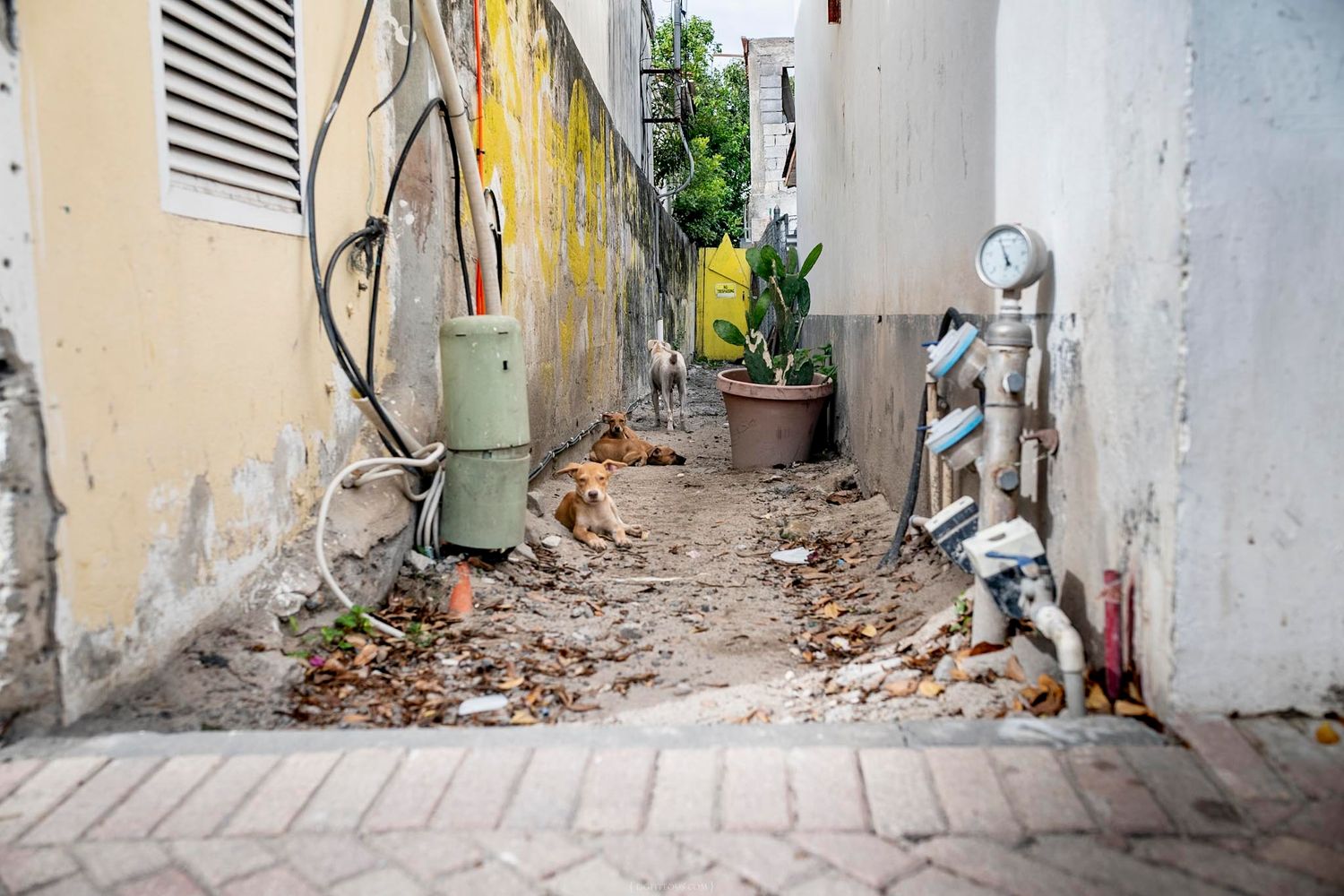 A narrow alleyway with weathered walls, scattered debris, utility boxes, and a resting dog on a sandy path.