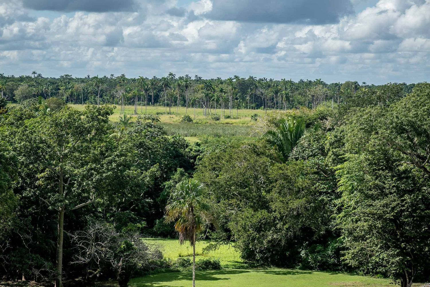 Panoramic view of lush green landscape with palm trees and tropical vegetation under cloudy sky.