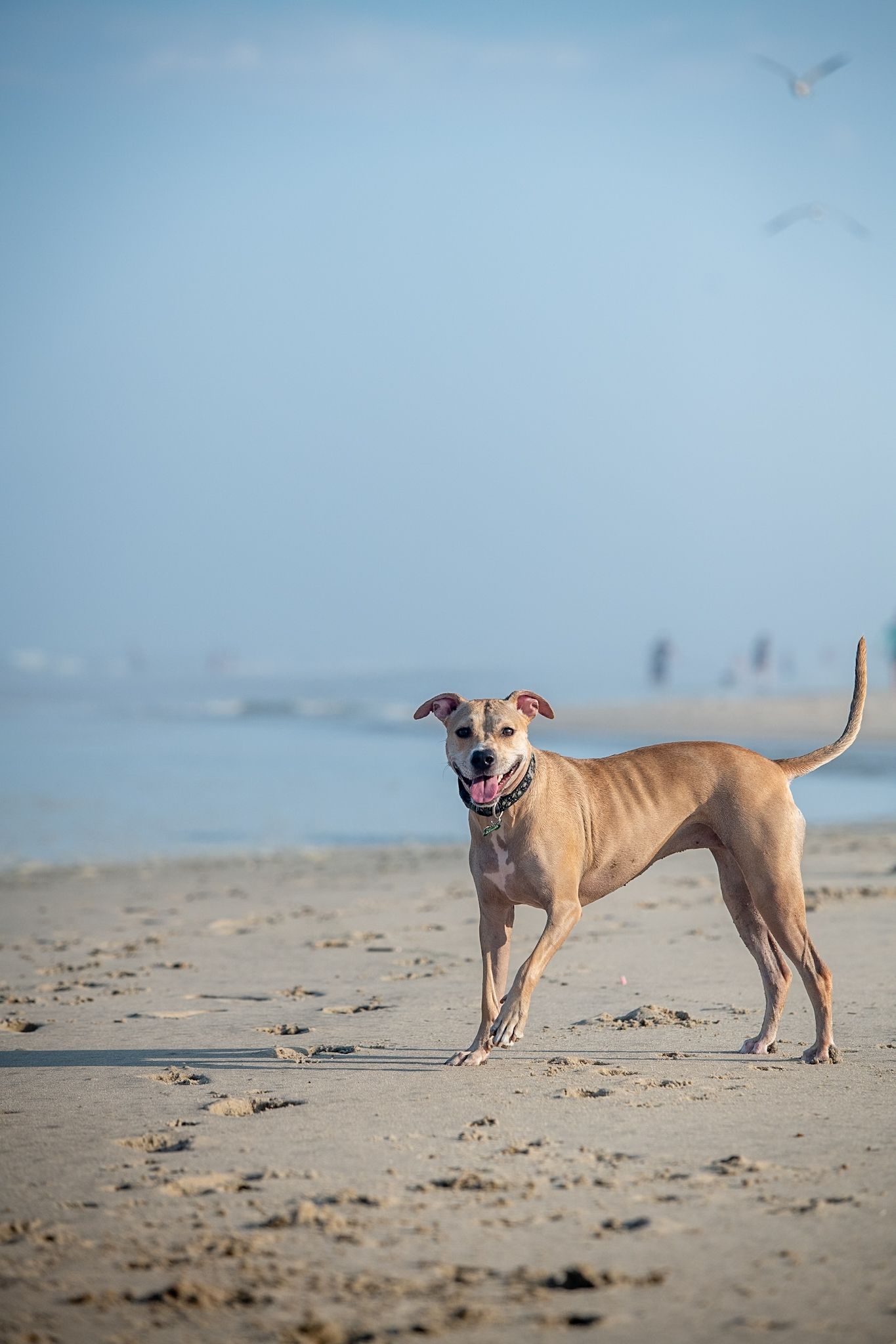 A happy tan pit bull dog stands on a sandy beach with ocean waves and a blue sky in the background.