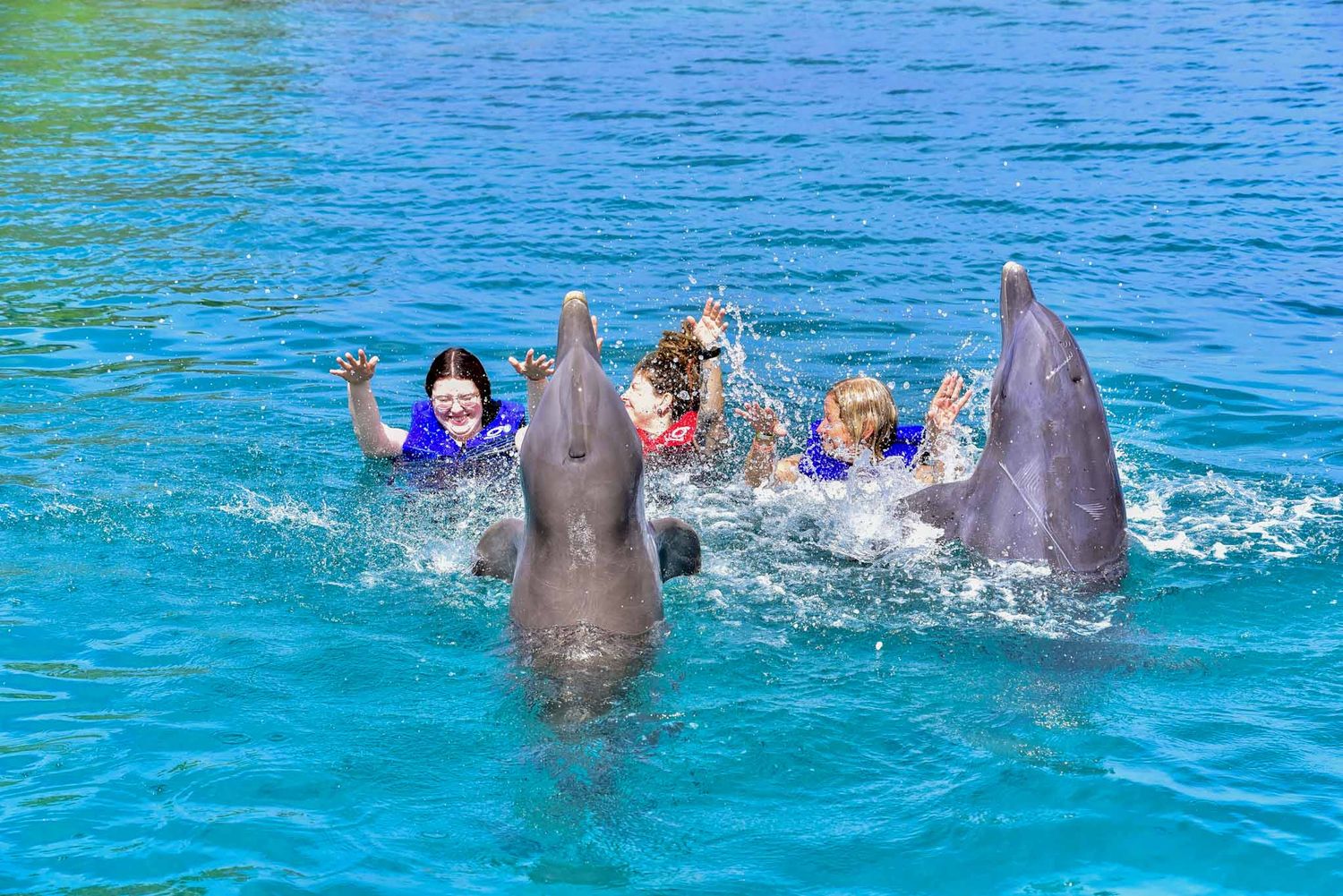 Dolphins and swimmers interact during a swimming experience in bright turquoise water.
