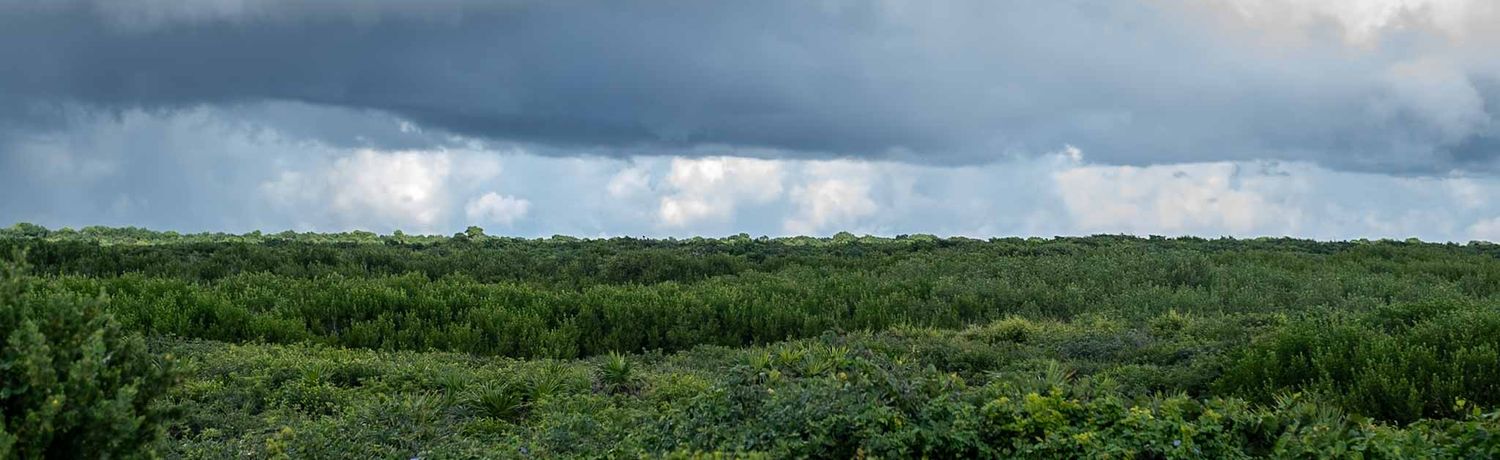 Lush green mangrove forest stretches along a tropical coastline under dramatic cloudy skies.