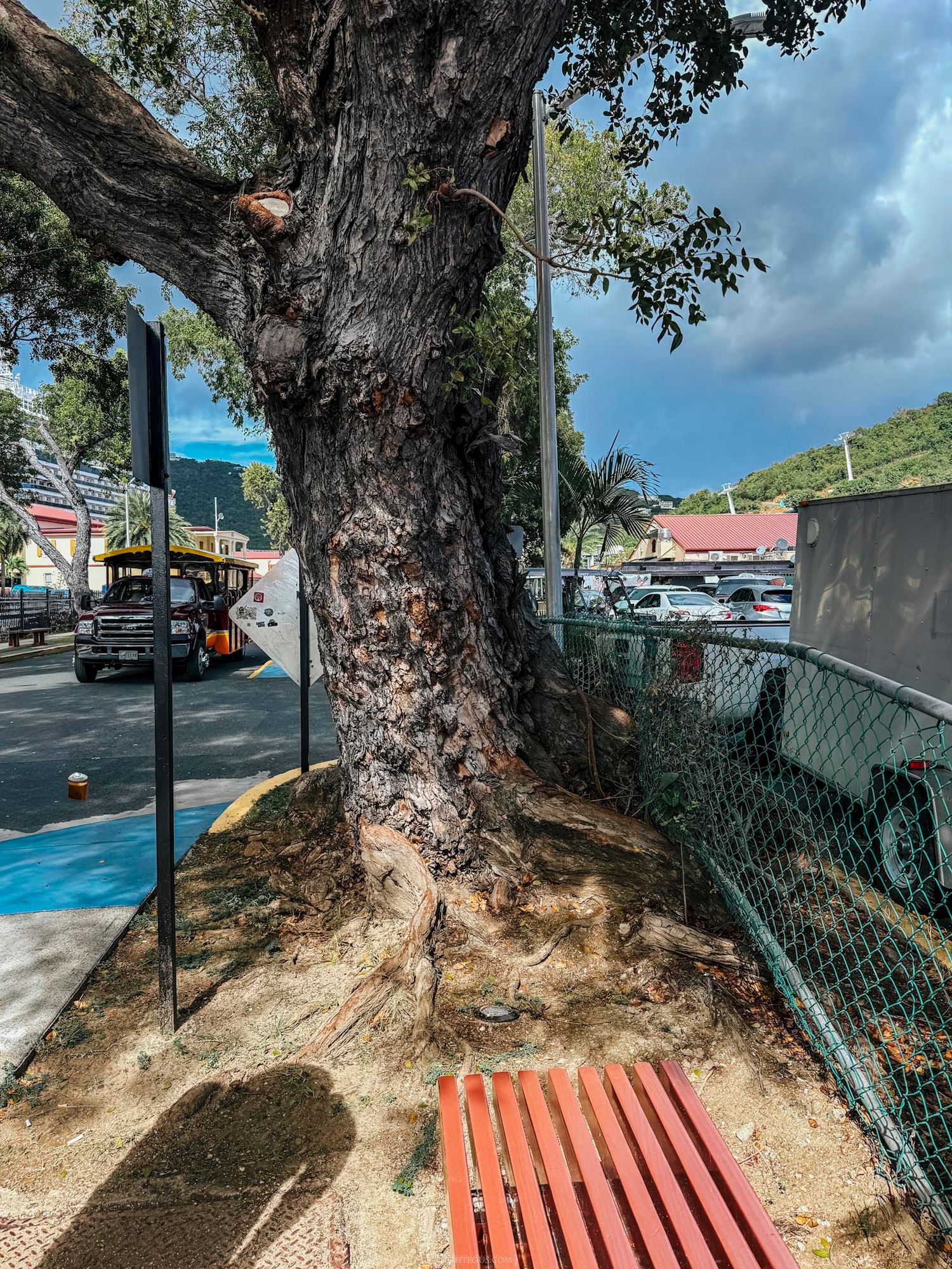 Large ancient tree trunk beside a red bench and chain-link fence in a tropical town setting under partly cloudy skies.
