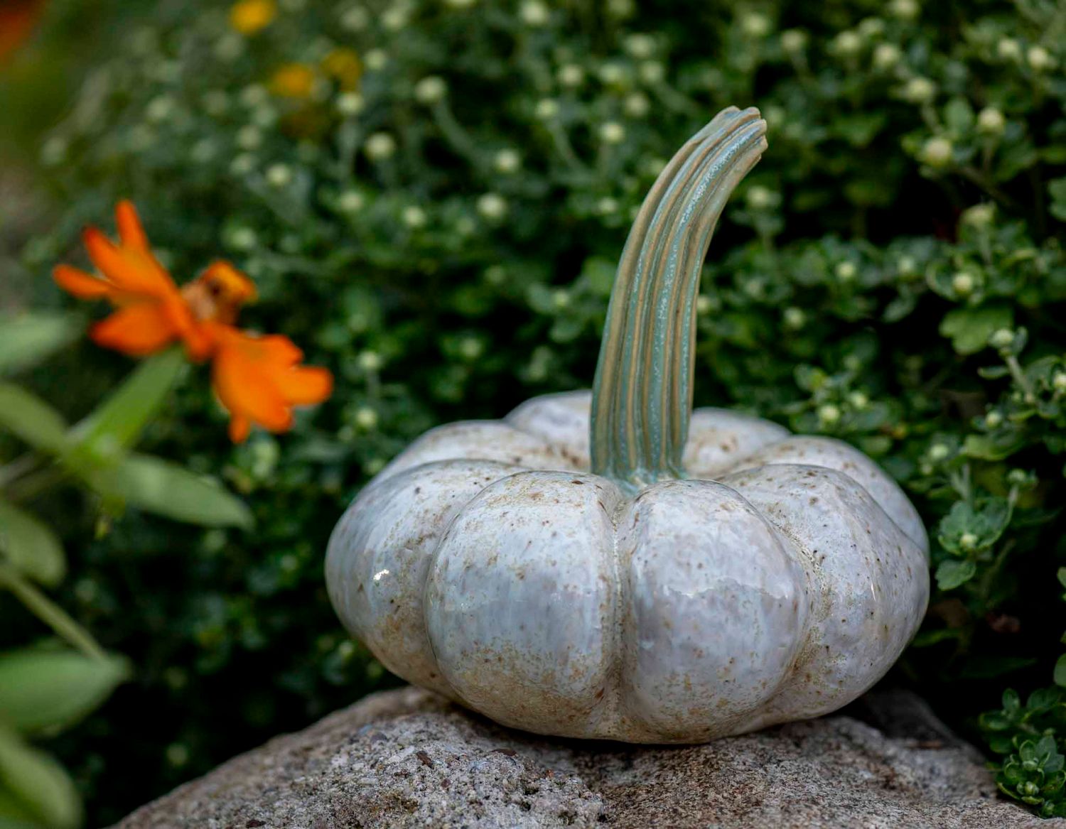 A small pale blue-green pumpkin with a curved stem sits on a rock surrounded by lush green foliage and orange flowers.